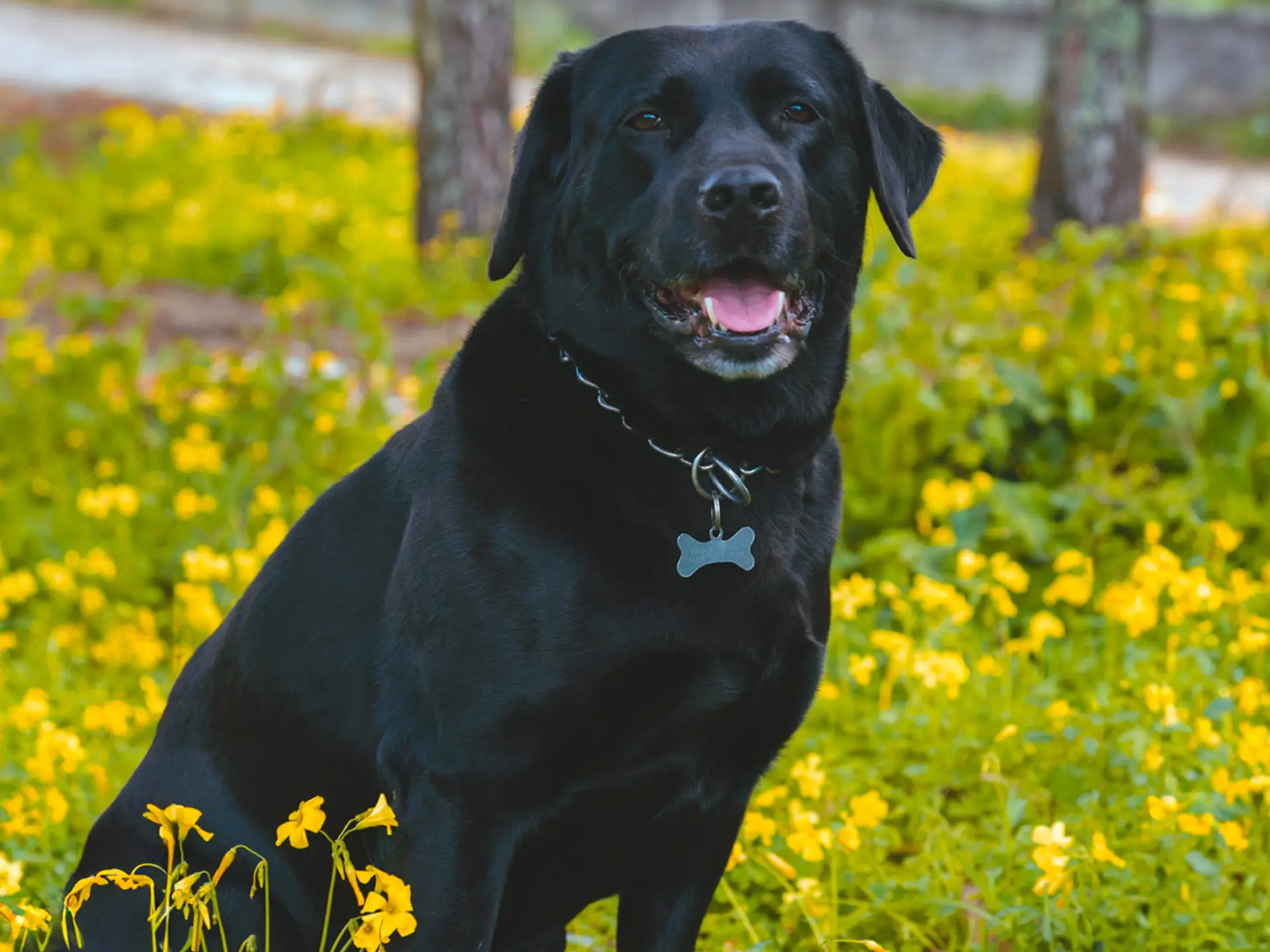 Afador dog breed sitting outdoors in a field of yellow flowers