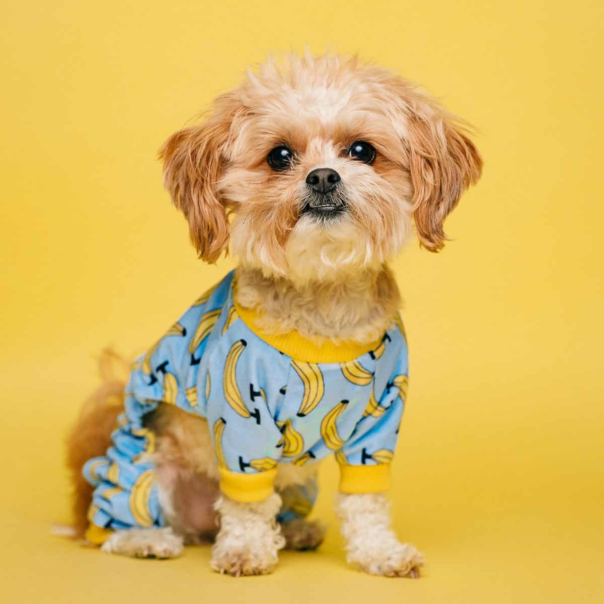 Small dog with a jacket on a yellow background