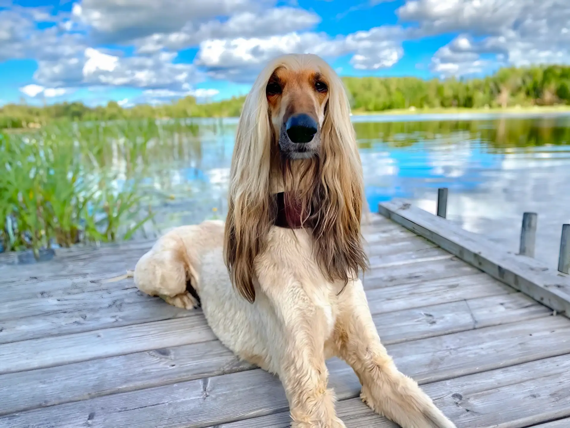 An Afghan Hound with long, flowing hair lies gracefully on a wooden dock by a serene lake, surrounded by greenery under a blue sky