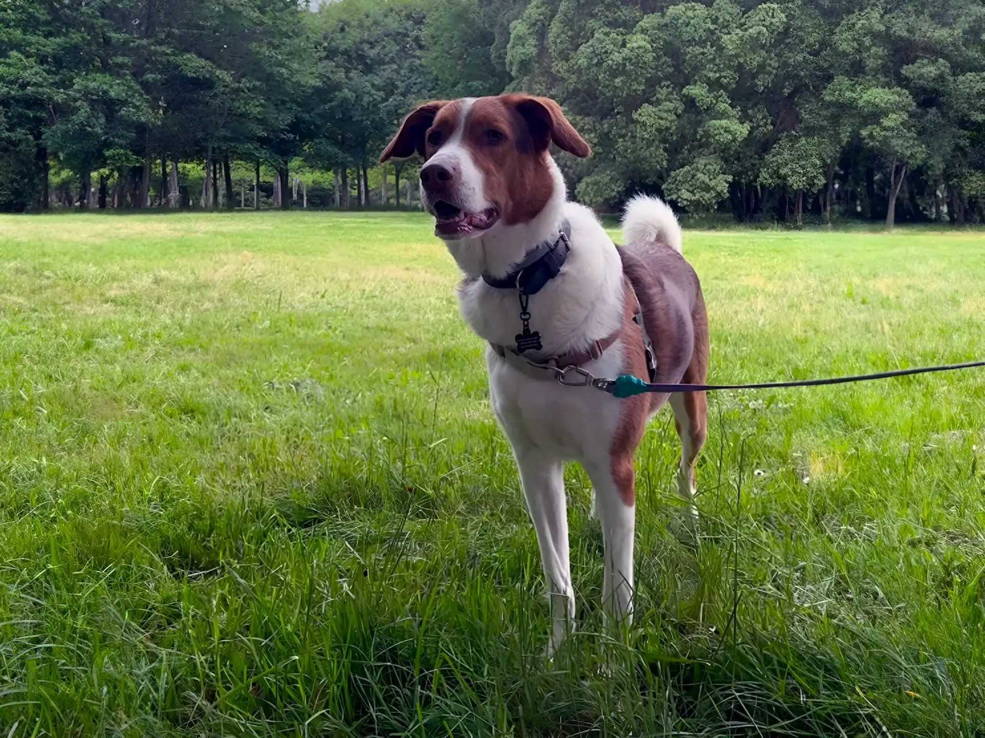 An Aidi Atlas Mountain Dog stands alert on a grassy field, wearing a harness and leash, with a backdrop of trees in the distance