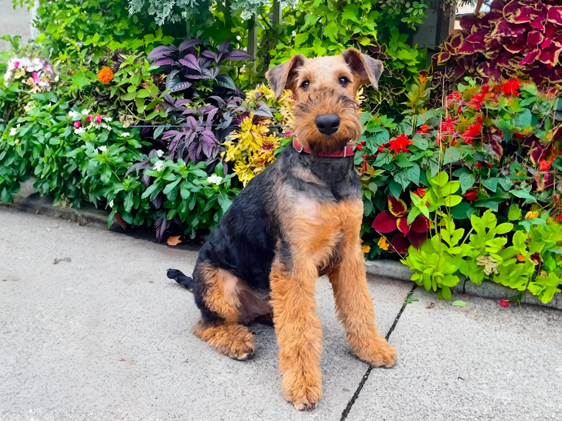 An Airedale Terrier with a wiry coat sits on a sidewalk in front of a vibrant flower bed, looking attentively at the camera