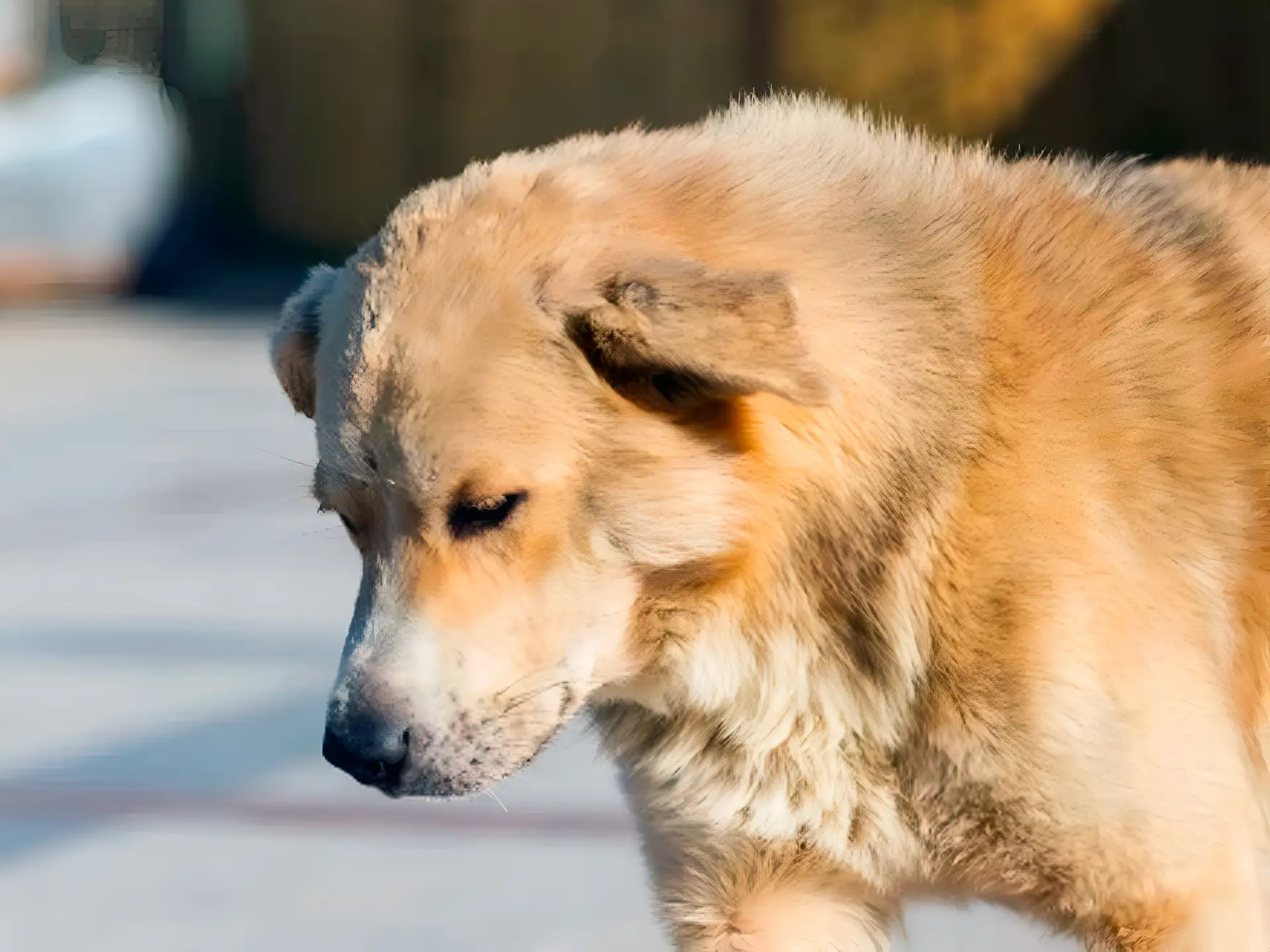 A close-up side profile of an Akbash Dog with a thick, light-colored coat, walking outdoors with a calm expression