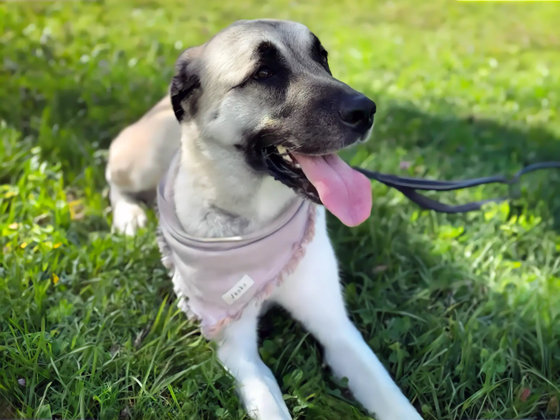 Close-up of a Anatolian Shepherd in an outdoor setting