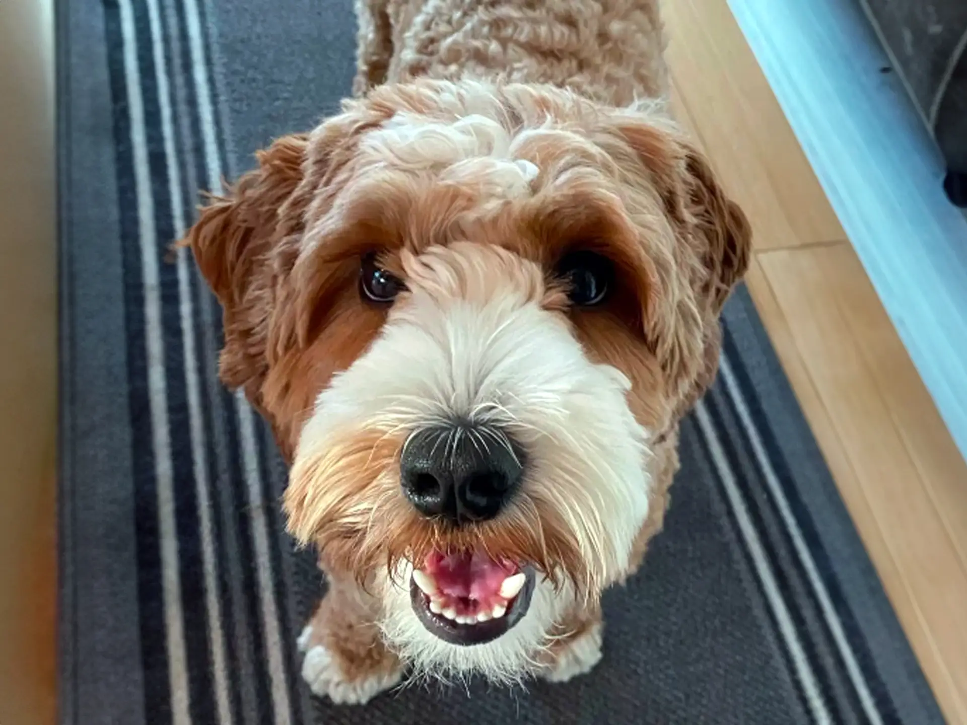 Head of an Australian Cobberdog with curly brown and white fur