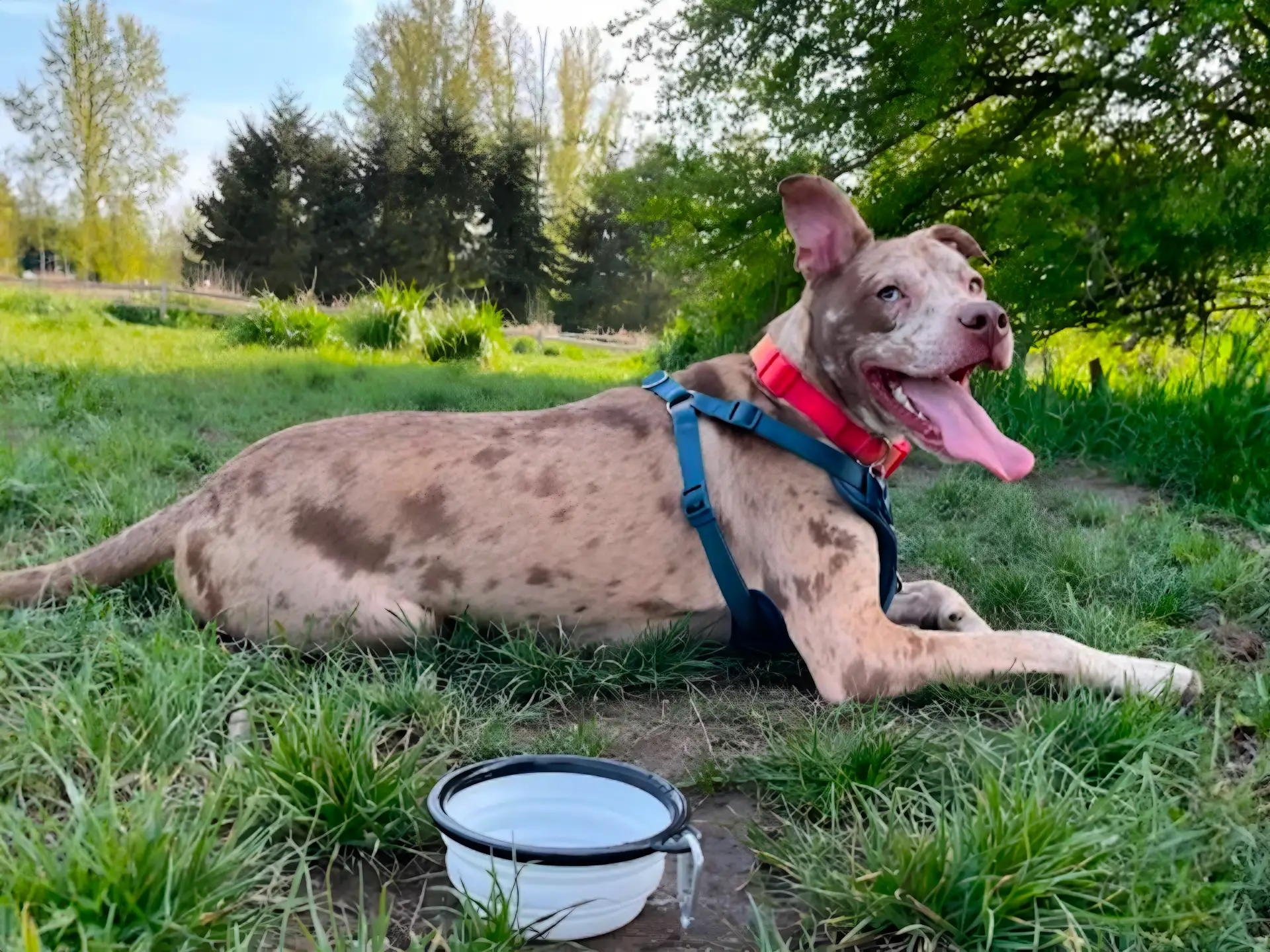 A merle-coated Australian Shepherd-Pit Bull mix lying on grass, wearing a red collar and blue harness, with a water bowl nearby