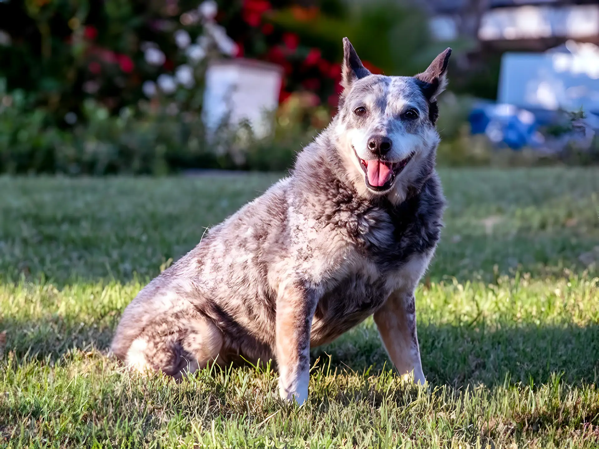 An Australian Stumpy Tail Cattle Dog with a blue speckled coat sits on a grassy lawn, smiling with ears perked up, in a garden setting