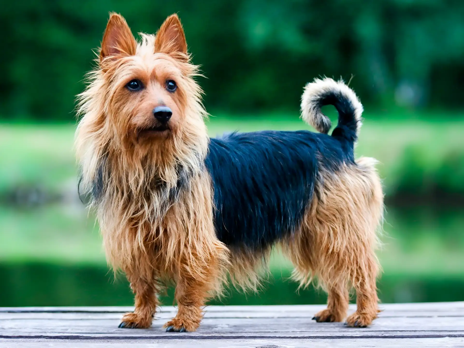 An Australian Terrier with a shaggy tan and black coat stands alert on a wooden surface, with a blurred green outdoor background