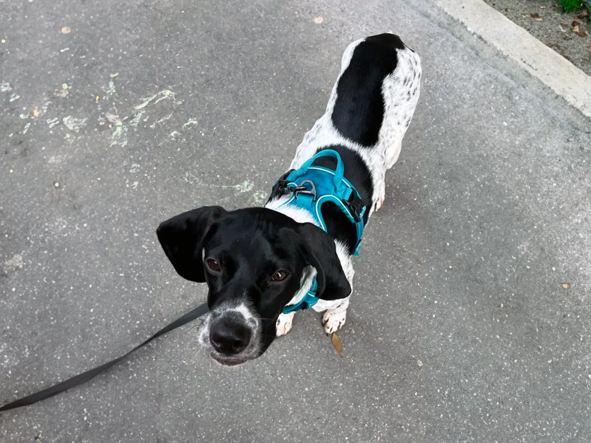 An Auvergne Pointer with a black and white coat, wearing a blue harness, looks up at the camera while standing on a paved surface.