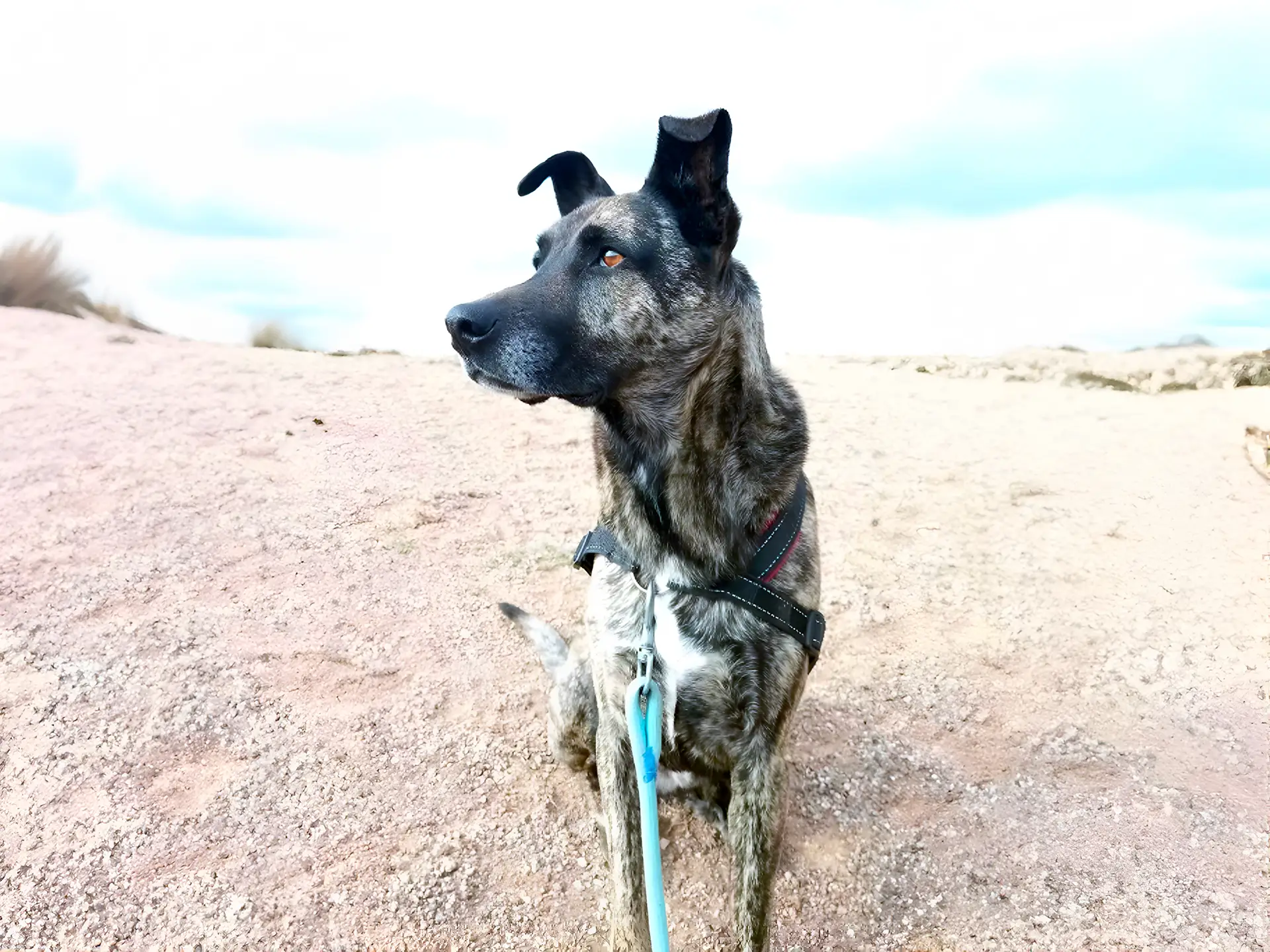 A Bardino Majorero with a brindle coat sits alertly on a rocky surface, looking off into the distance, with a bright, open sky in the background.