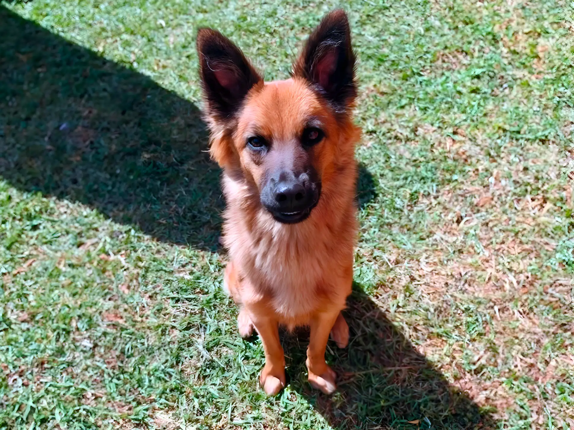 A Basque Shepherd Dog with a tan coat and black face markings sits on a grassy lawn, looking up with alert ears, under a shadow