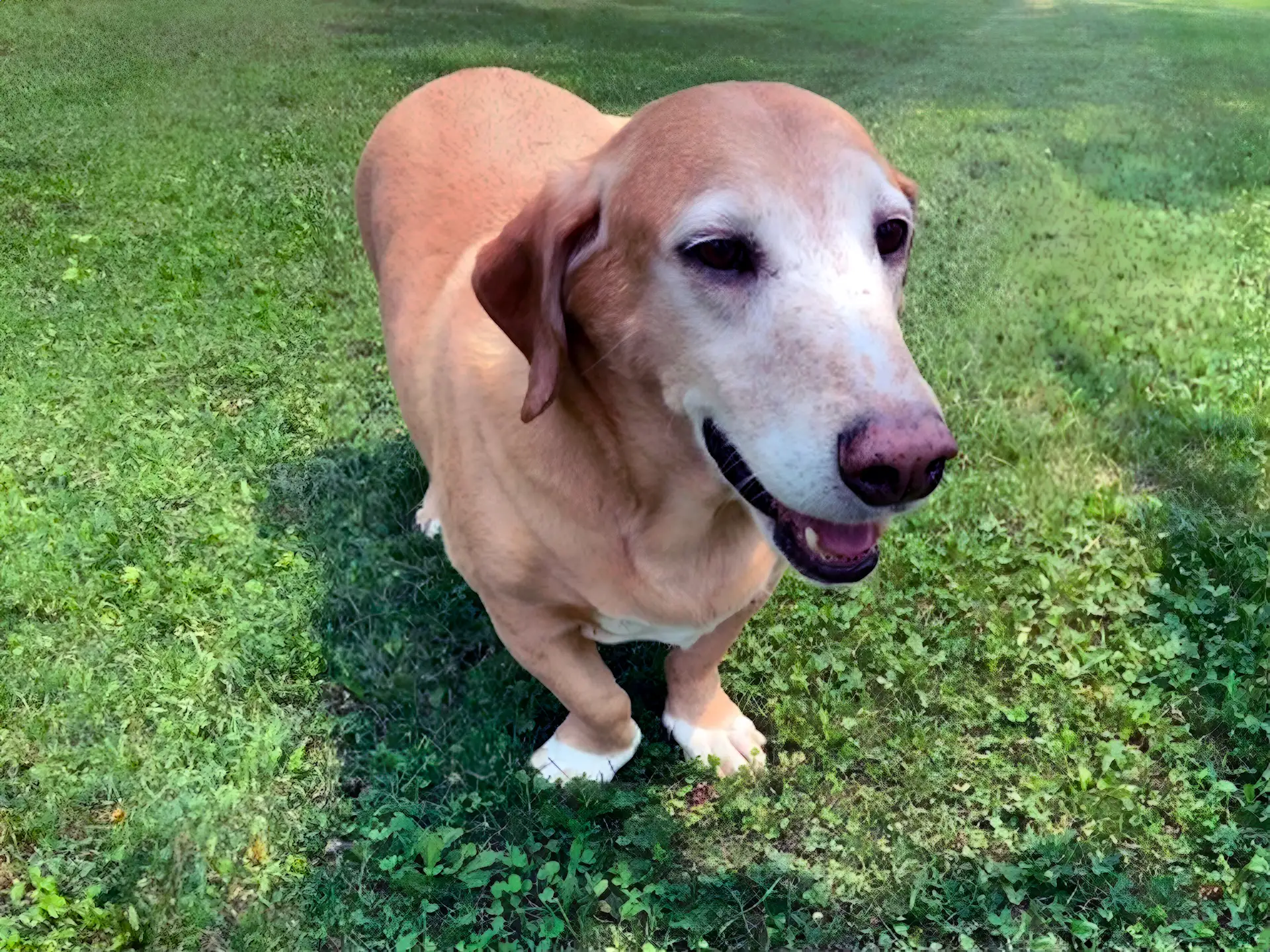 A Bassador, a mix between a Basset Hound and a Labrador Retriever, with a tan coat and short legs, standing on a grassy lawn with a happy expression