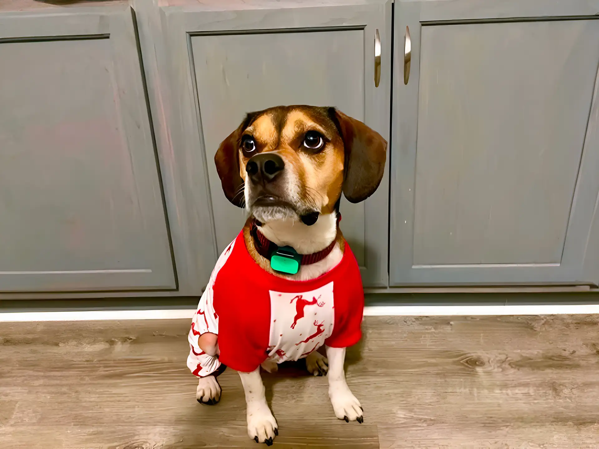 A Beabull, a Beagle-Bulldog mix, wearing a red and white shirt, sits on a wooden floor in front of kitchen cabinets, looking up with an alert expression