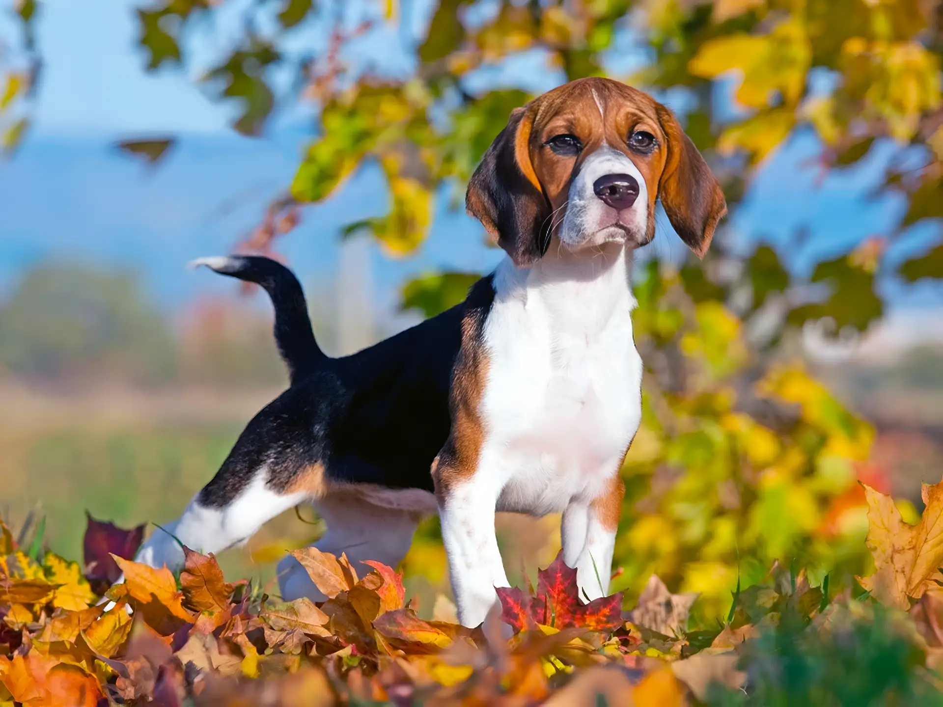 A Beagle with a tricolor coat stands confidently among colorful autumn leaves, with trees and a bright blue sky in the background