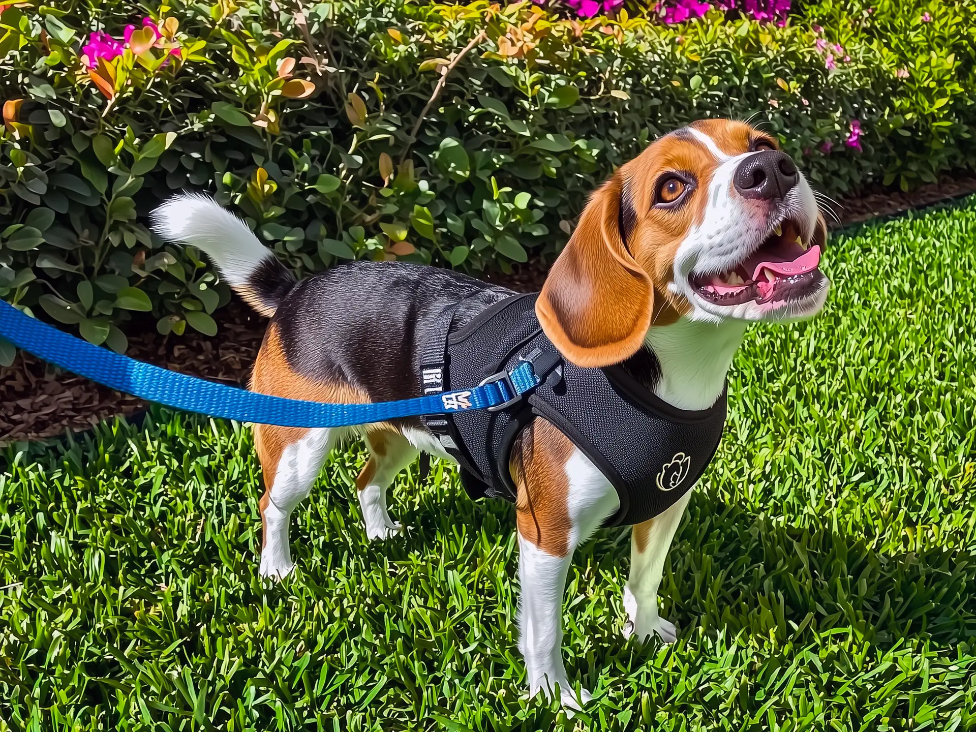 A Beaglier, a Beagle-Cavalier King Charles Spaniel mix, wearing a harness with the name "Toffee," stands on a leash in a garden, looking up with a happy expression