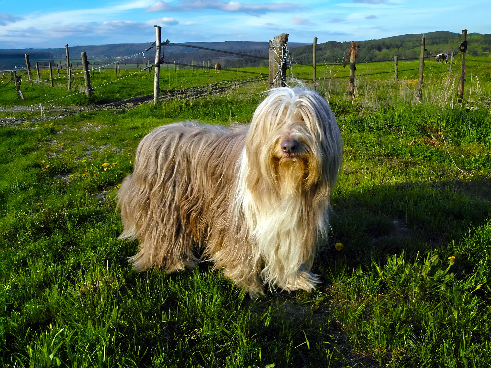 A Bearded Collie with a long, shaggy coat stands in a grassy field, with a rustic fence and rolling hills in the background under a blue sky.