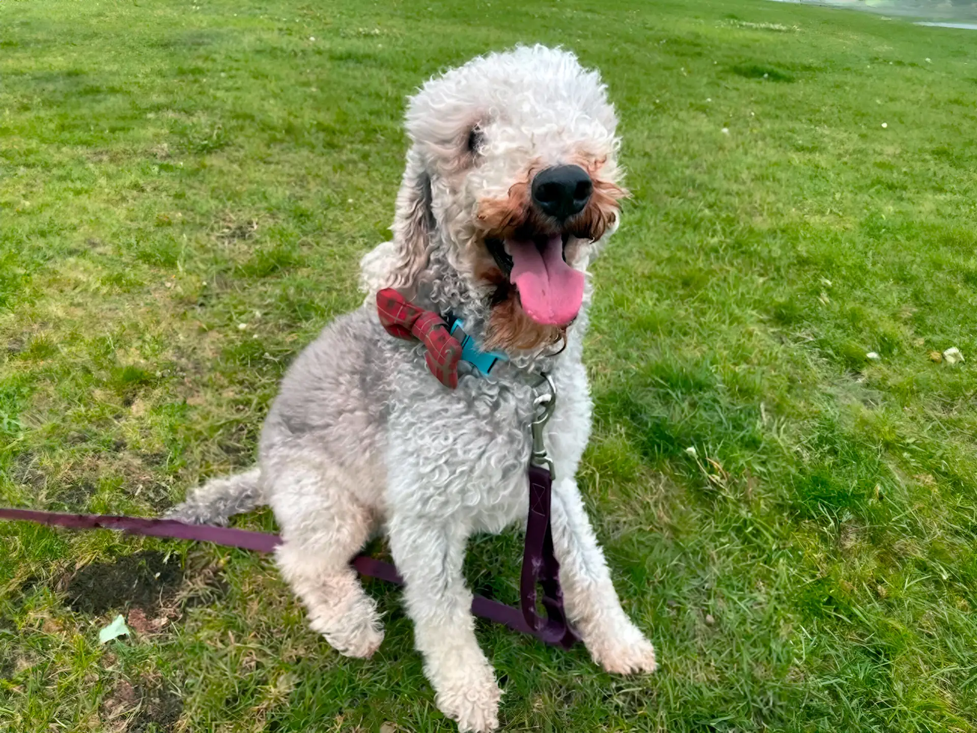 A Bedlington Terrier with a curly, light gray coat sits on a grassy lawn, panting happily with a red bow tie and leash attached