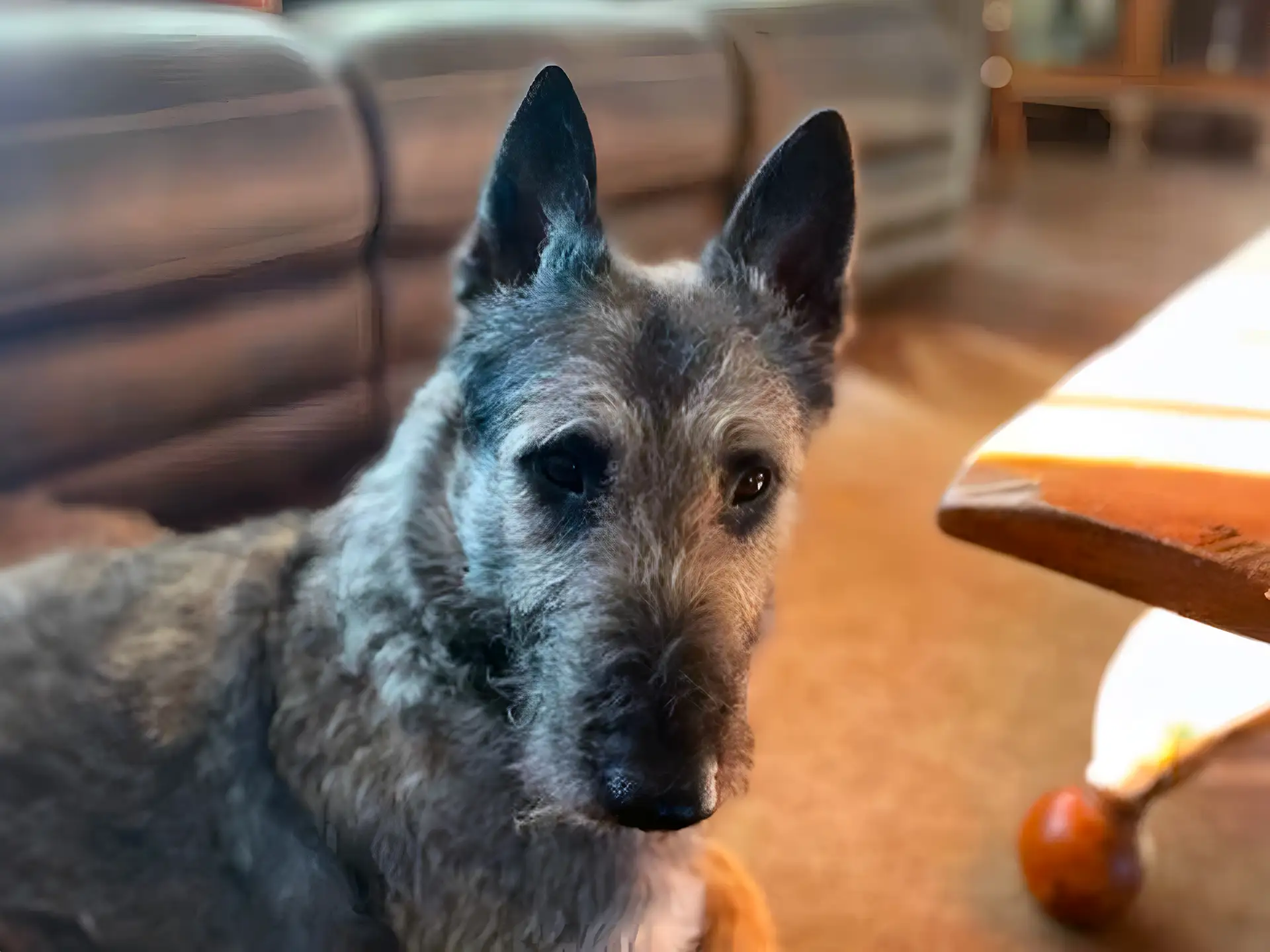 A Belgian Laekenois with a wiry coat and alert ears sits indoors, looking attentively toward the camera, with a couch and wooden table in the background