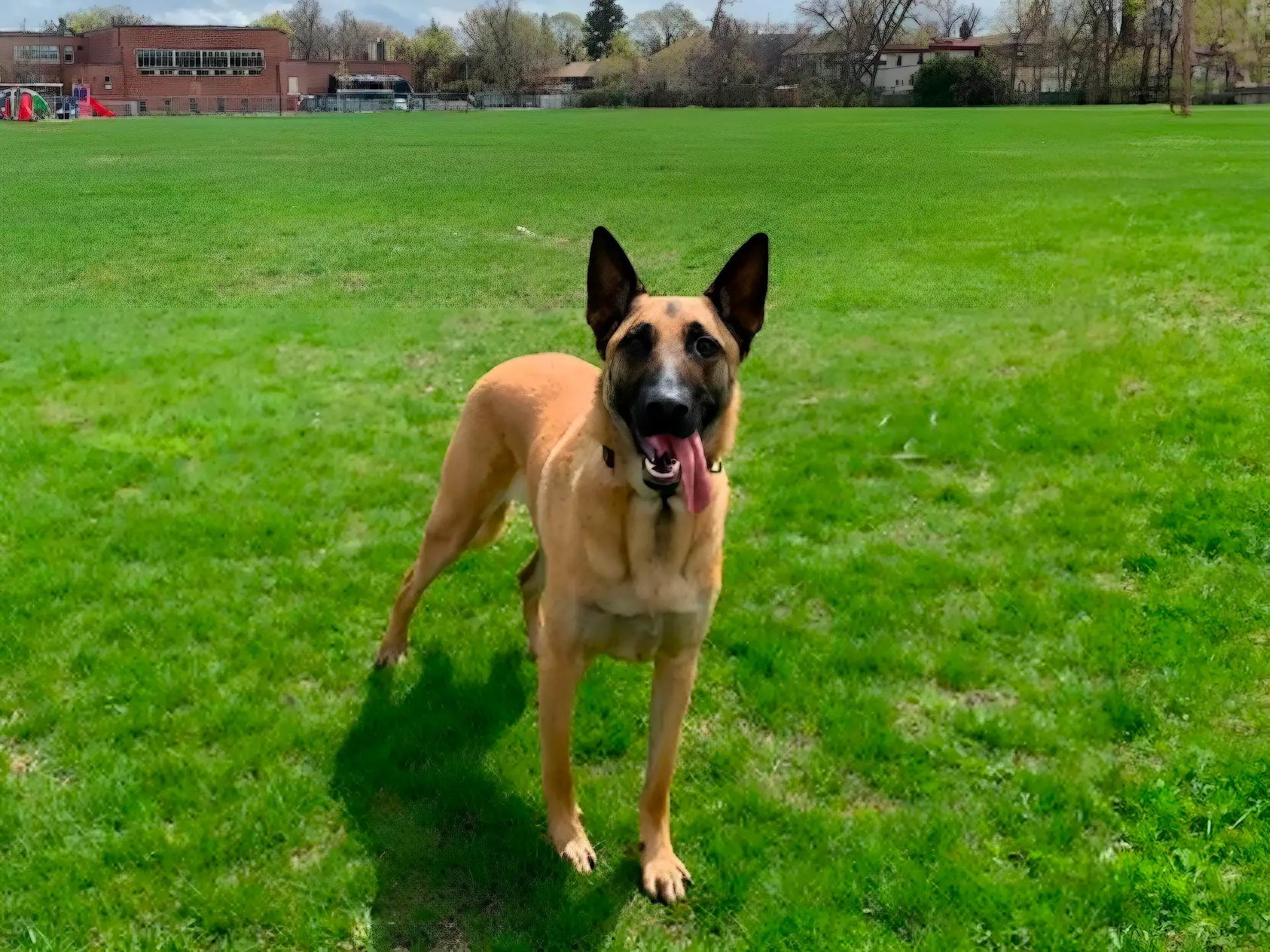 A Belgian Malinois with a tan coat and black face markings stands in a grassy field with its tongue out, enjoying the outdoors on a sunny day