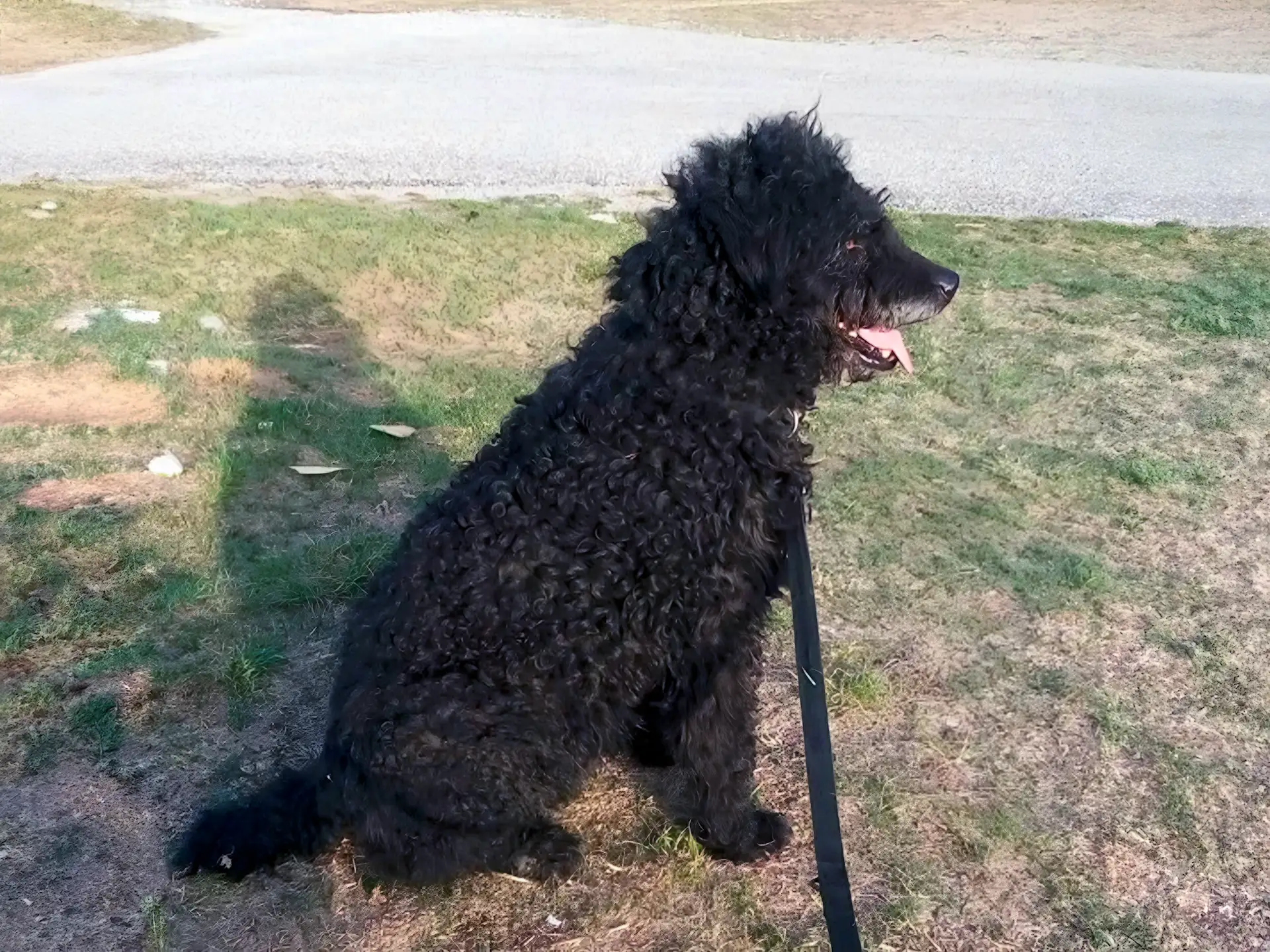 A Berger de Crau, a curly black-coated dog, sits on grass while on a leash, facing sideways with its tongue slightly out, near a pathway in an open area