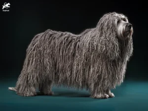 Bergamasco Sheepdog dog breed full body view standing against green background