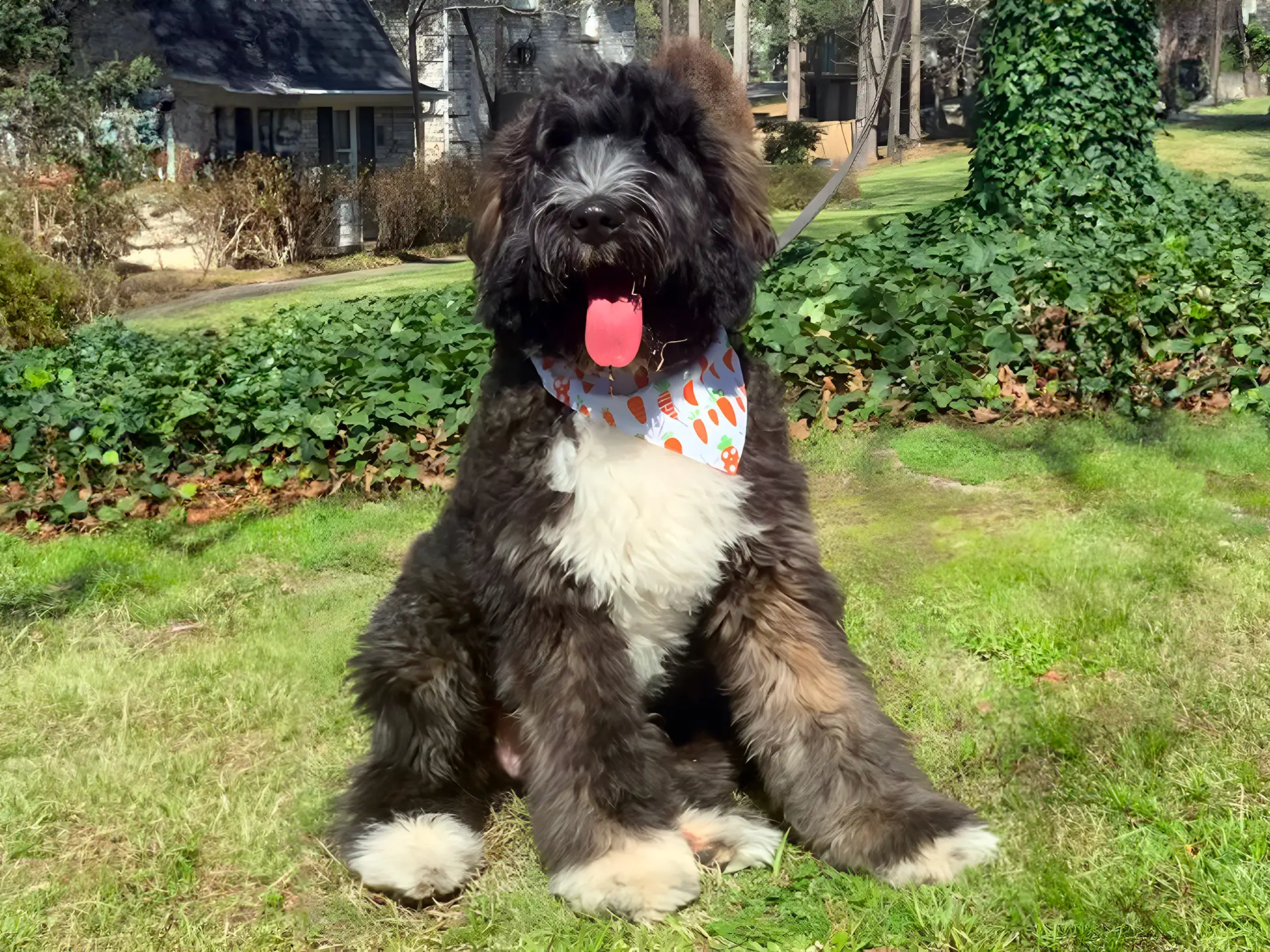 A Bernedoodle, with a fluffy black, brown, and white coat, sits on a grassy lawn. The dog wears a colorful bandana, and its tongue is hanging out in a happy expression