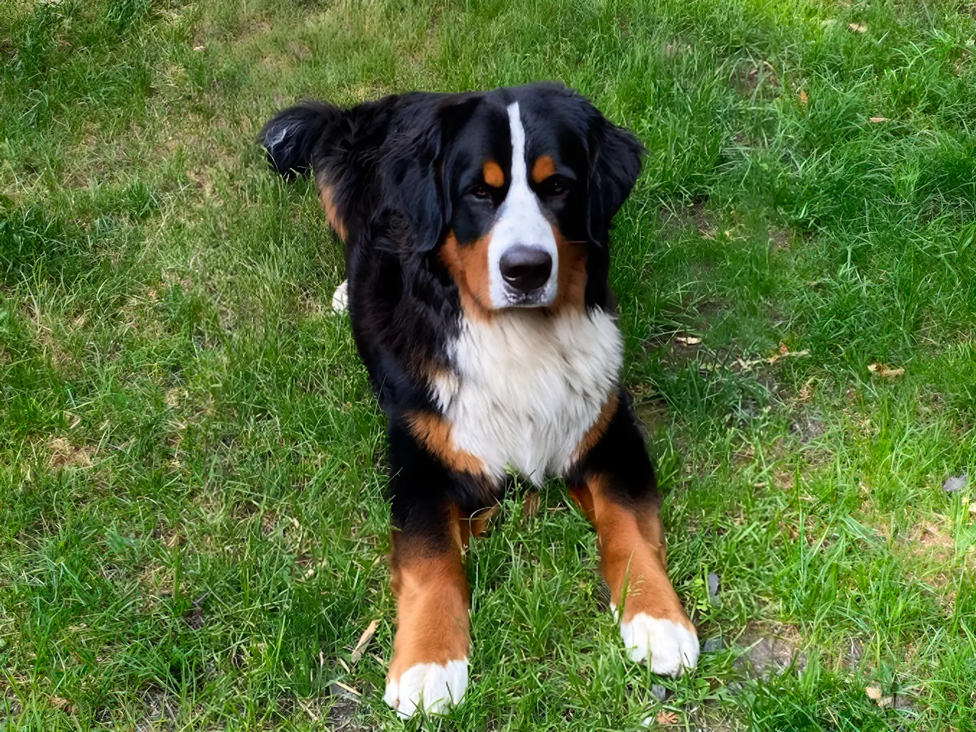 Bernese Mountain Dog lying on green grass in an outdoor park, showcasing its tri-colored coat and calm demeanor