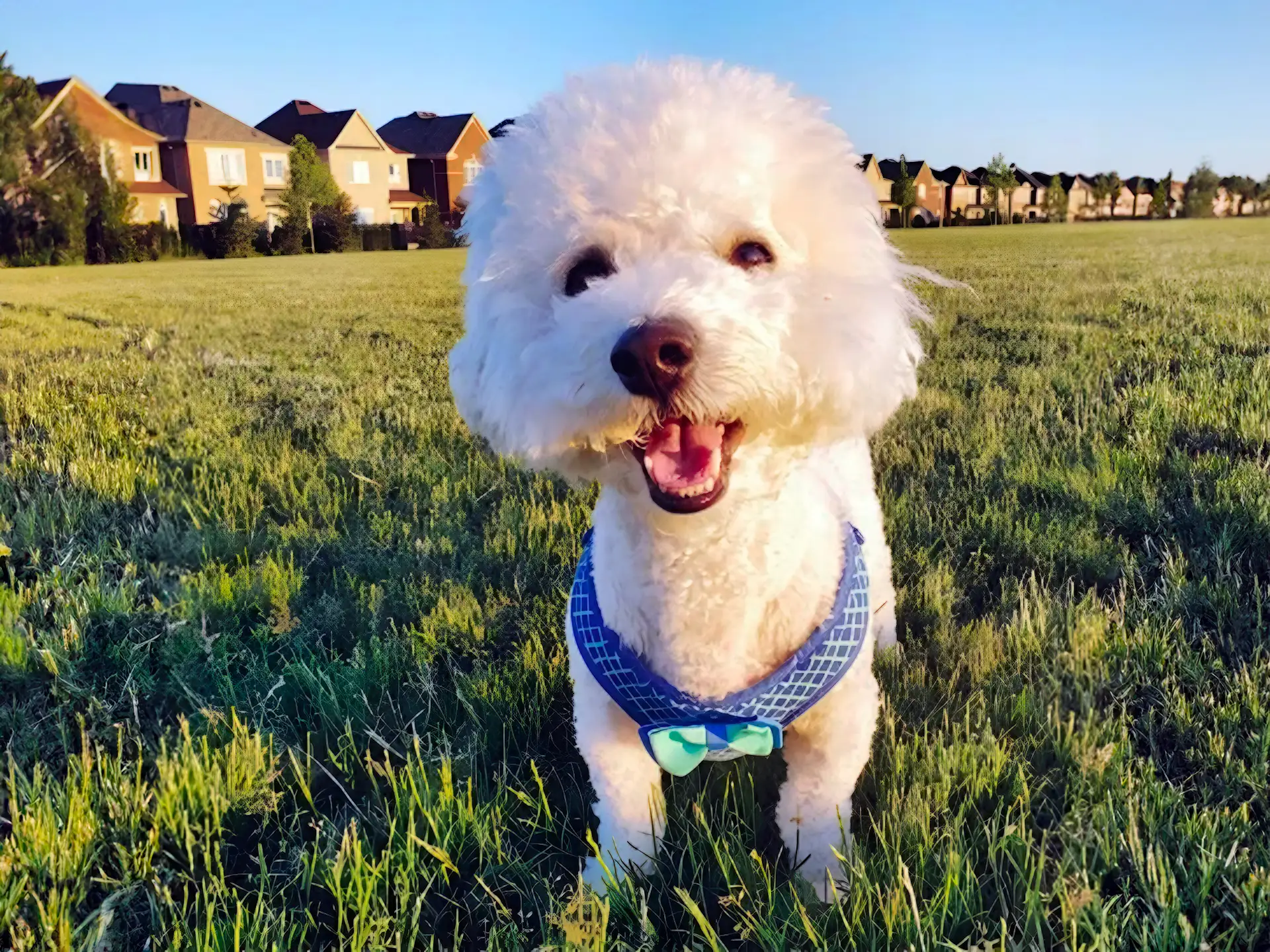 Happy Bichon Frise standing on green grass in a park with houses in the background, wearing a blue harness.