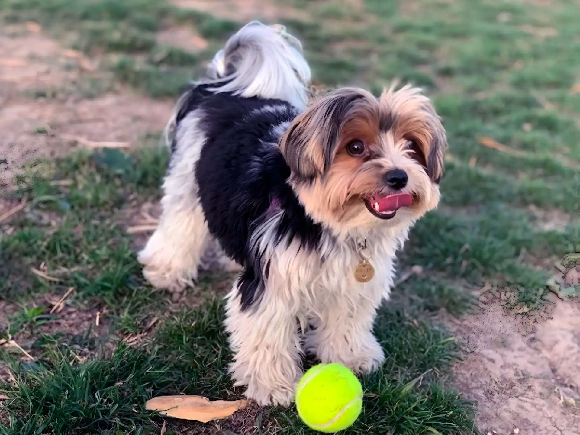 A cute Biewer Terrier playing outside with a dog toy