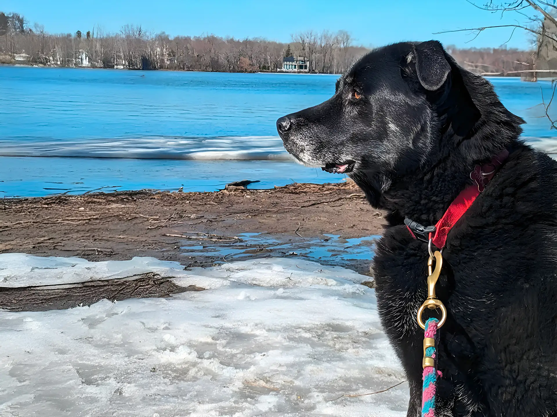 Black Labrador on a leash by a frozen lake, sitting calmly and gazing into the distance