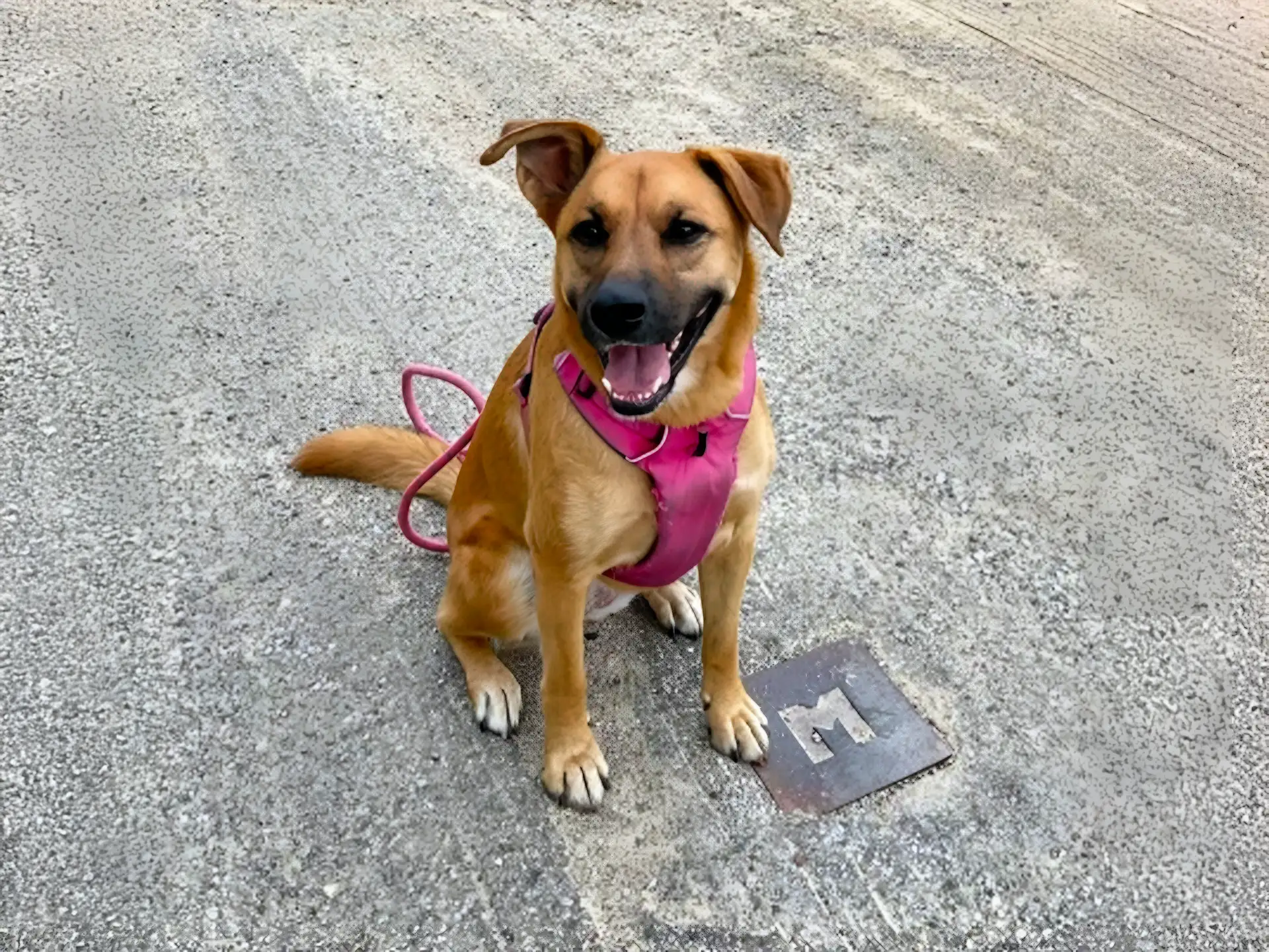 Black Mouth Cur sitting on a paved surface, wearing a pink harness, and looking up with a happy expression