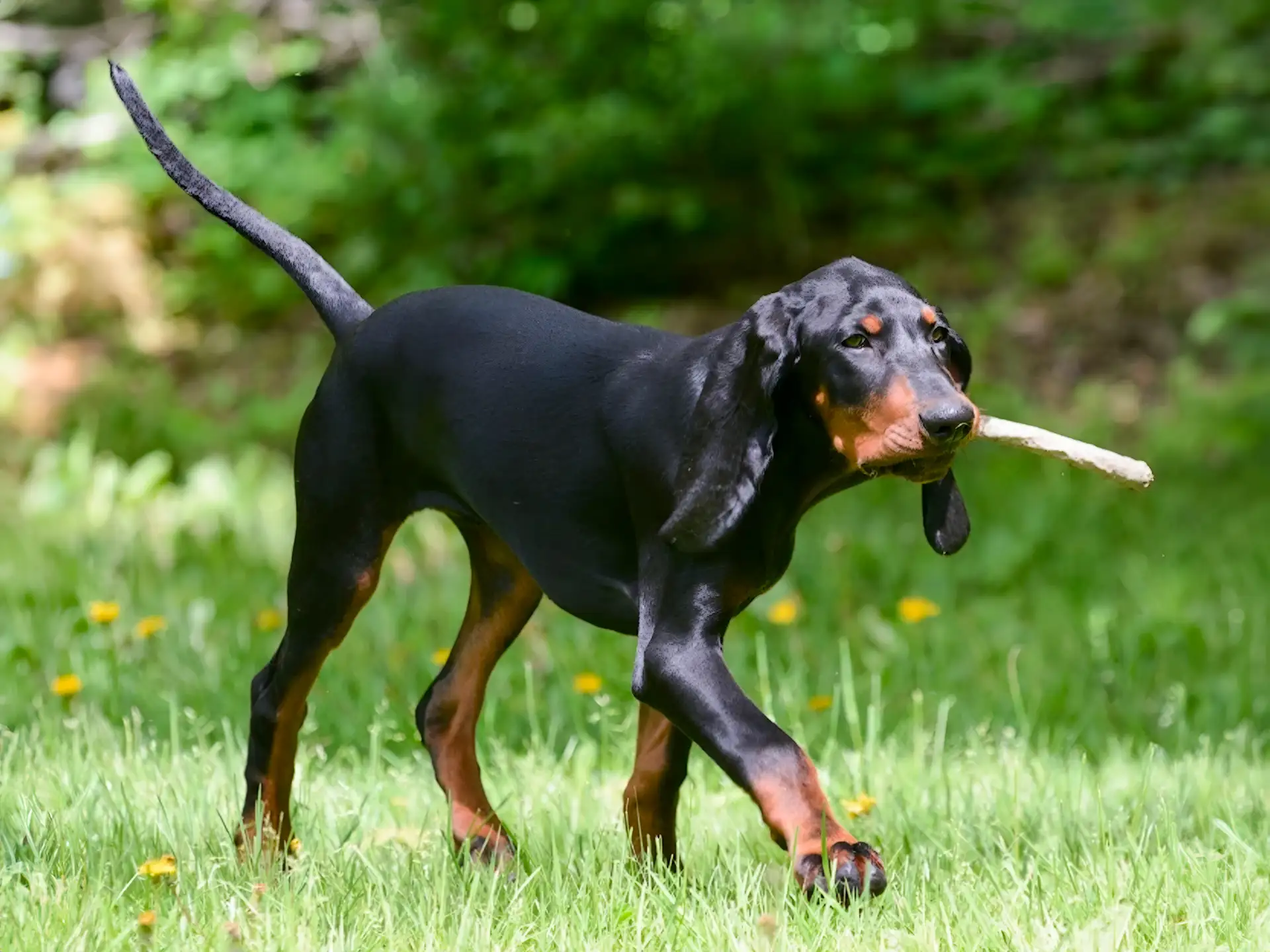 Black and Tan Coonhound carrying a stick while walking on grass in a wooded area