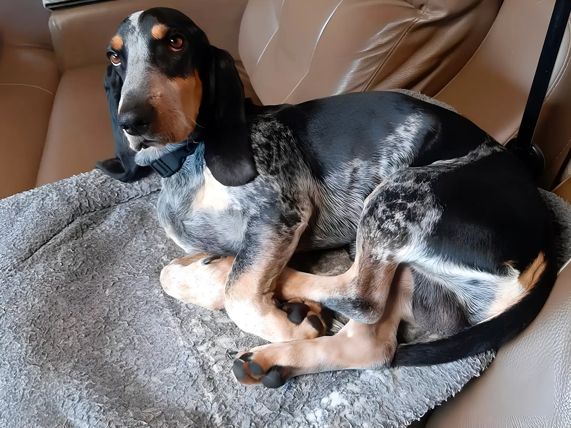 Blue Gascony Basset lying on a grey blanket in the backseat of a car, looking calm and relaxed