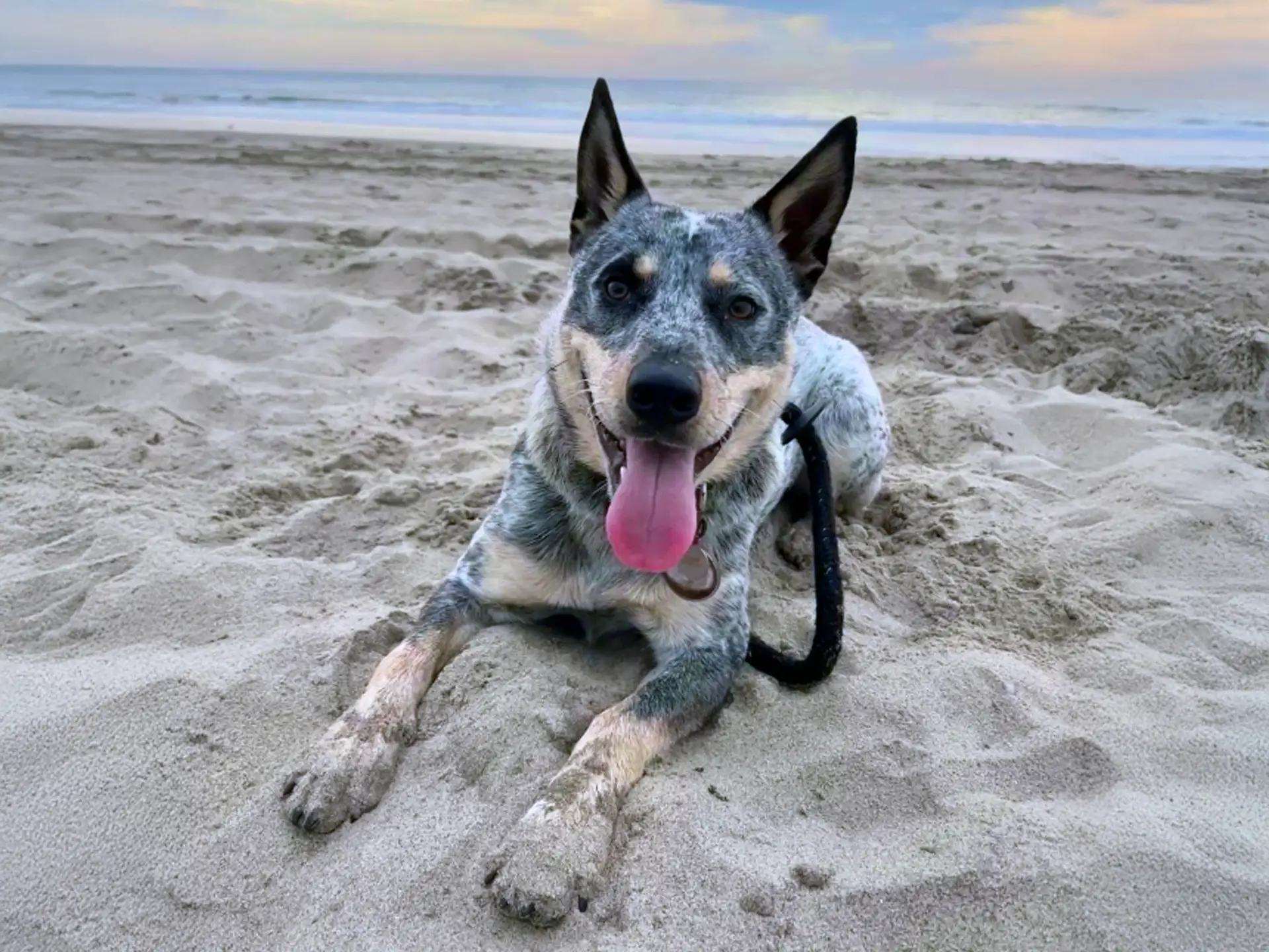 Blue Heeler dog laying on the sand at a beach, smiling with its tongue out