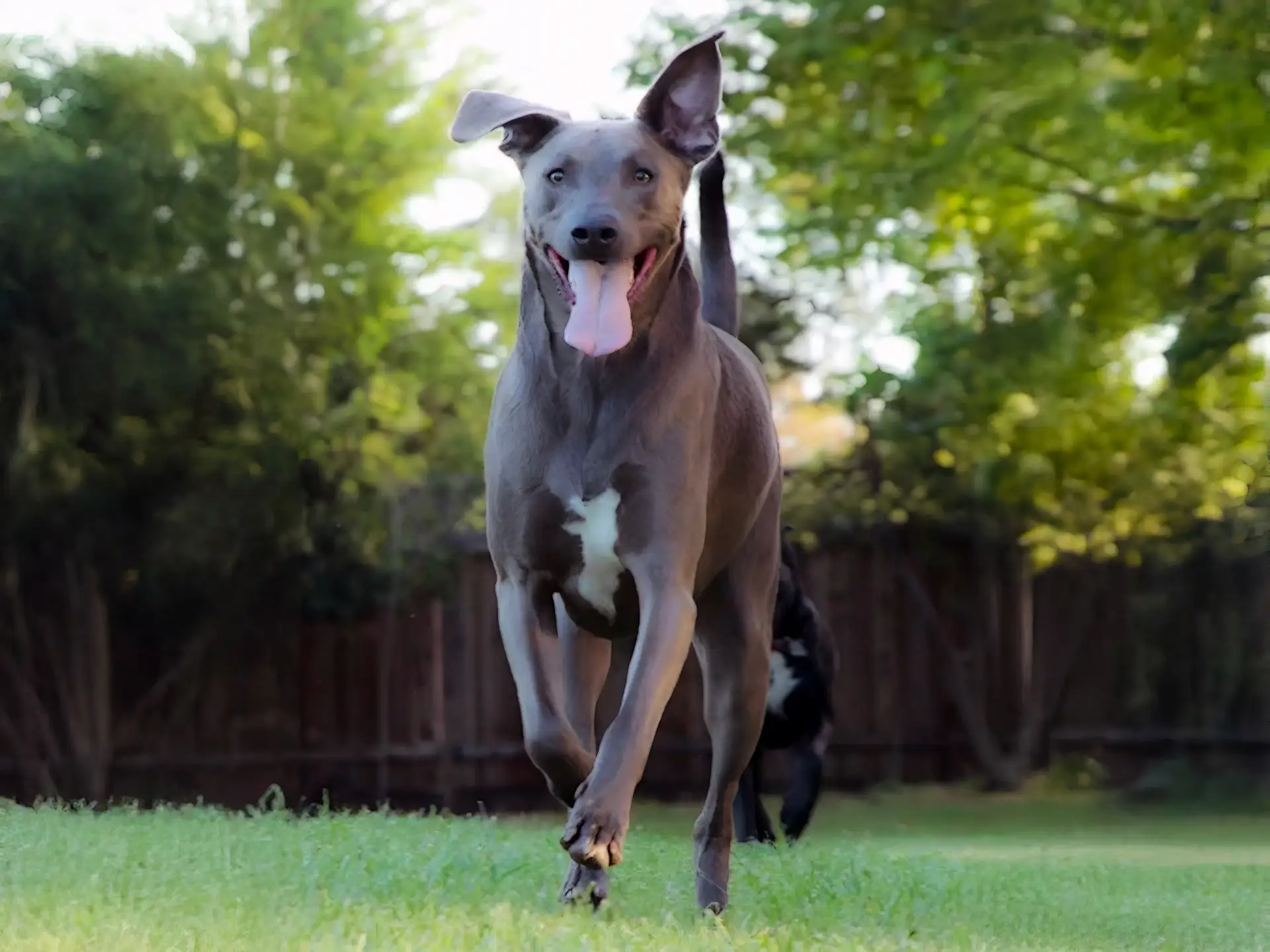 Blue Lacy dog running on grass with ears perked and tongue out