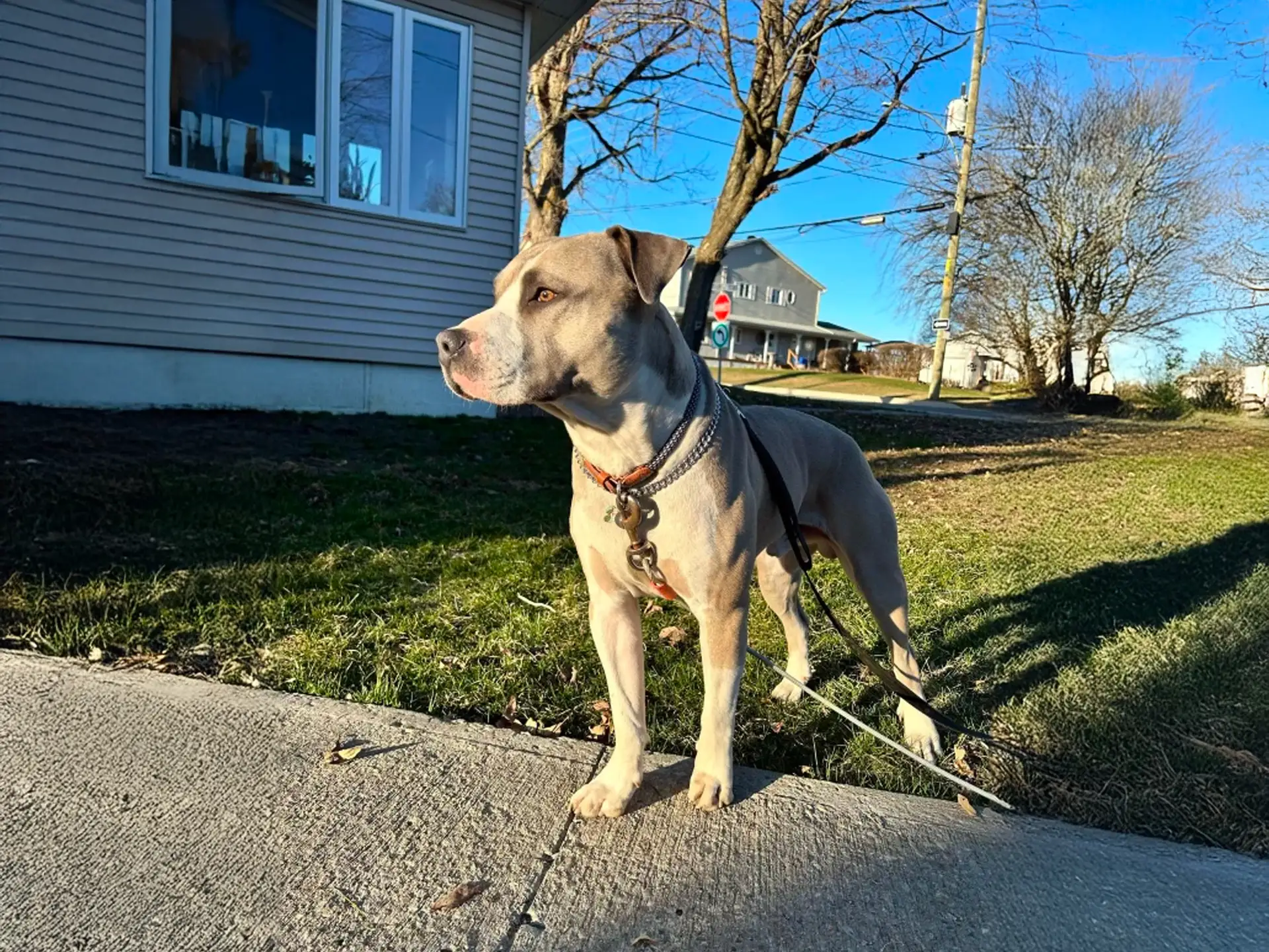 Blue Nose Pitbull standing alert on a sidewalk with houses in the background.