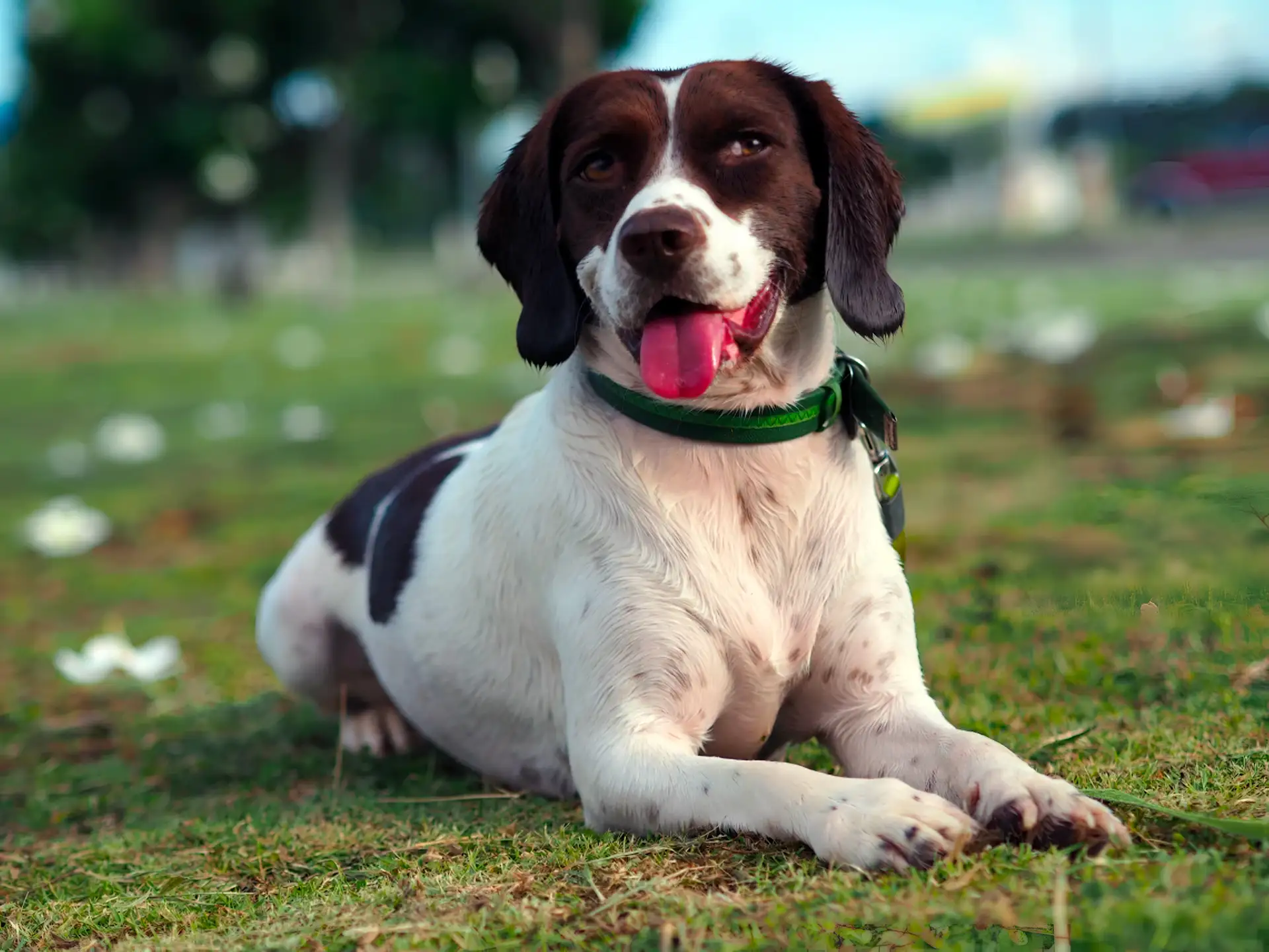 Bocker dog lying on grass with a green collar, panting happily.