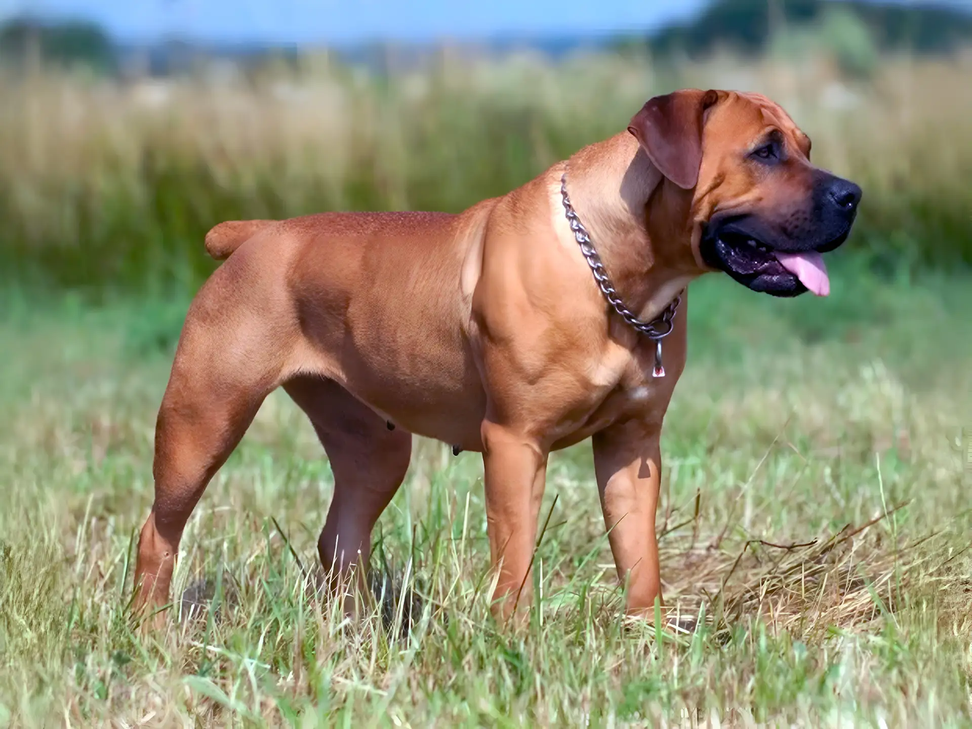 Boerboel dog standing in a grassy field, wearing a chain collar