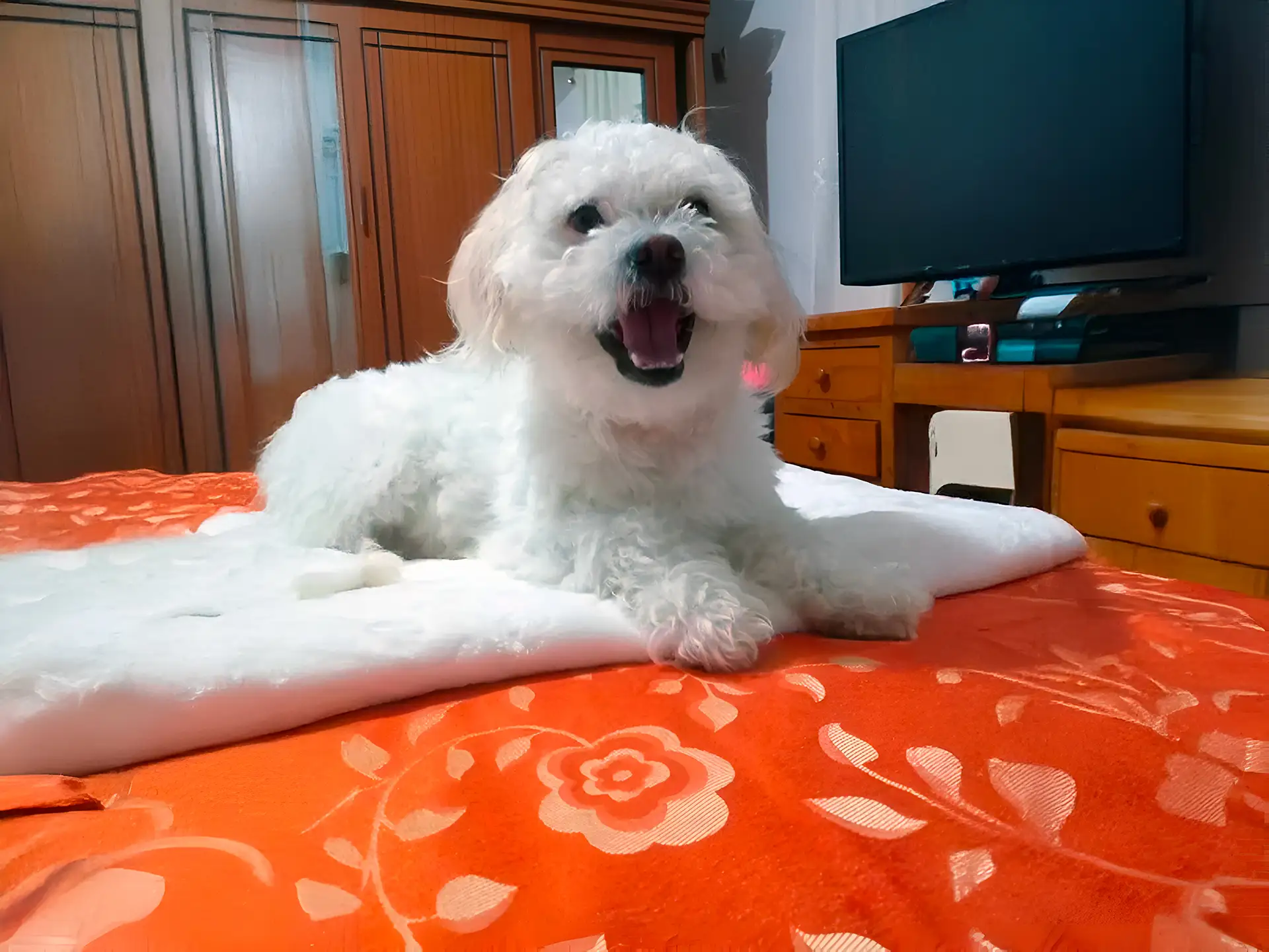 Bolognese dog resting on a bed with a joyful expression inside a cozy room.