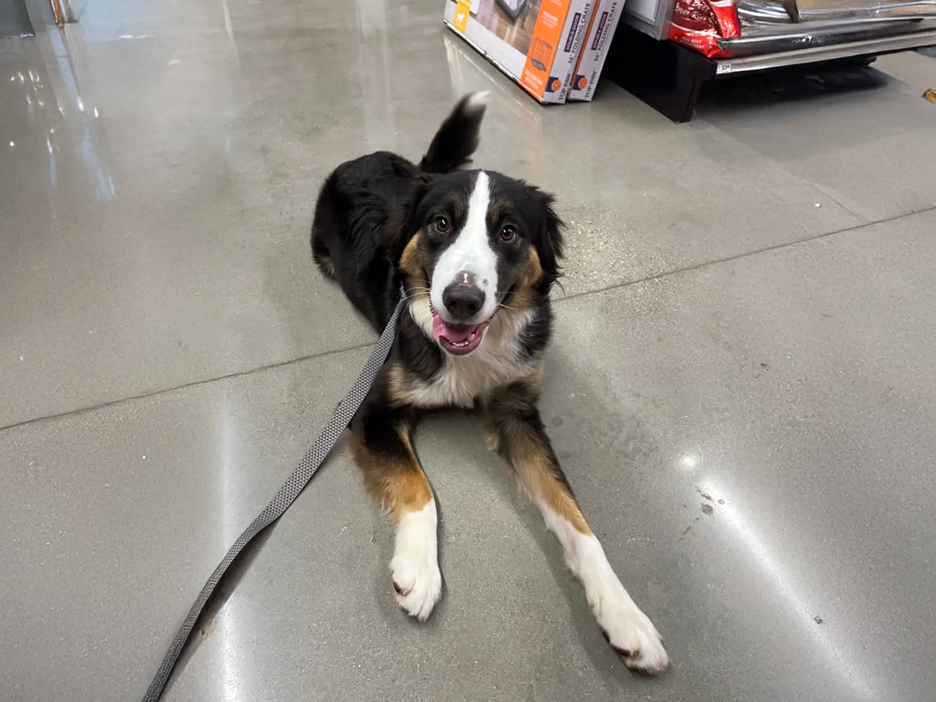 Bordenese dog lying on a shiny store floor with a leash.