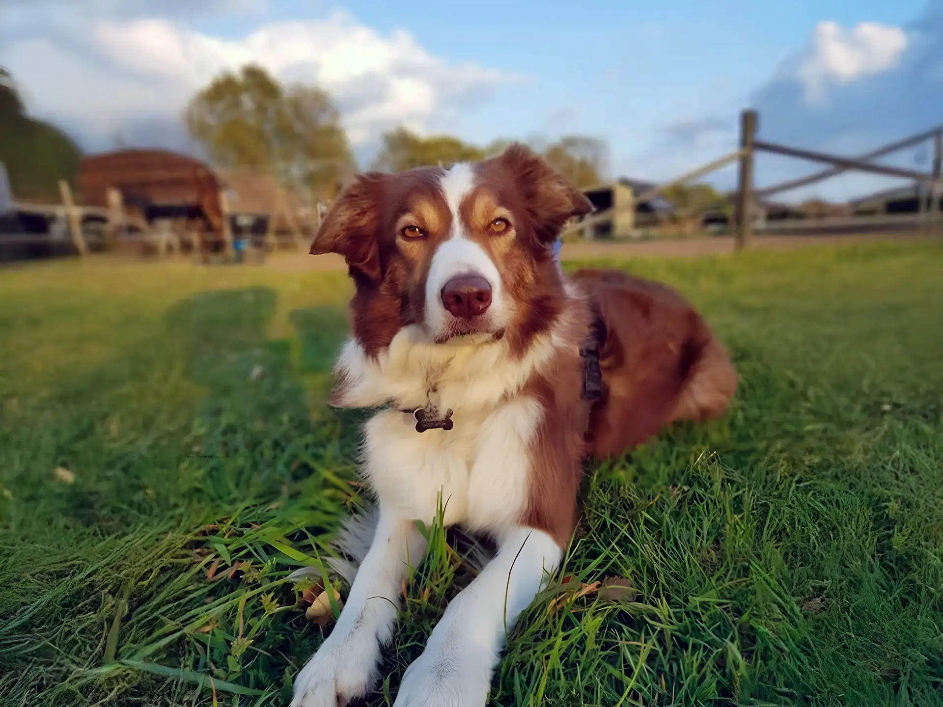 Border Collie relaxing on grass in a peaceful outdoor setting.