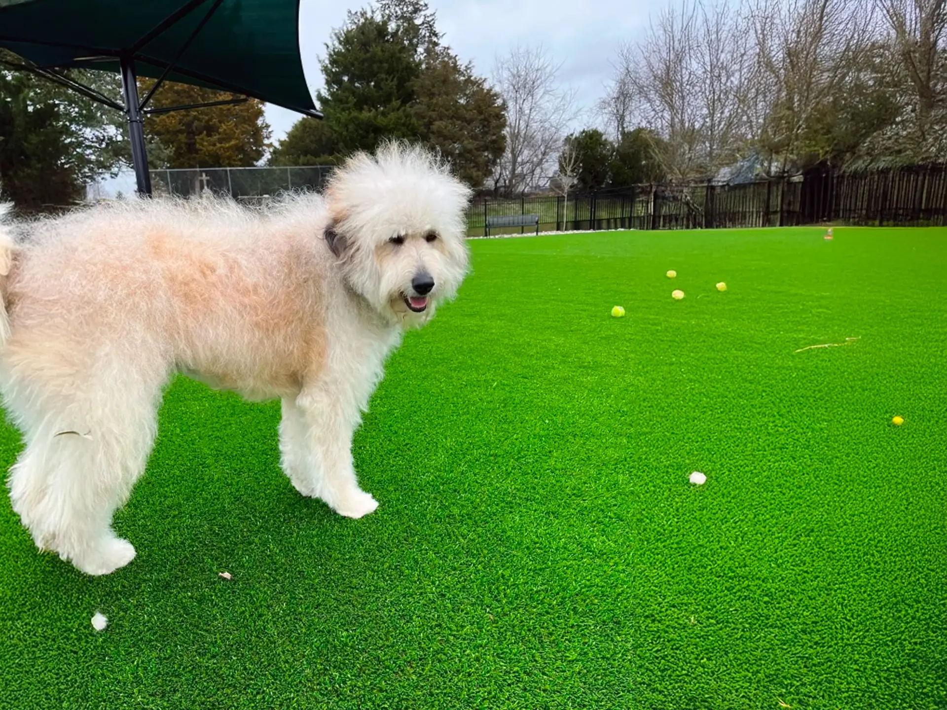 Border Doodle standing on green grass with a fluffy coat outdoors.