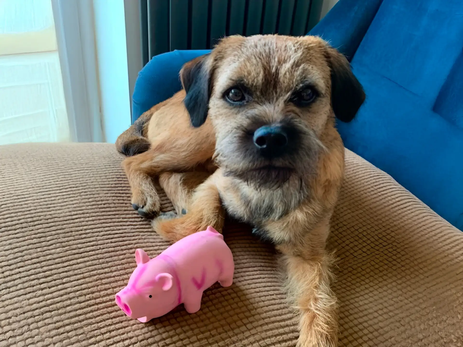 Border Terrier relaxing on a chair with a pink toy pig beside it.