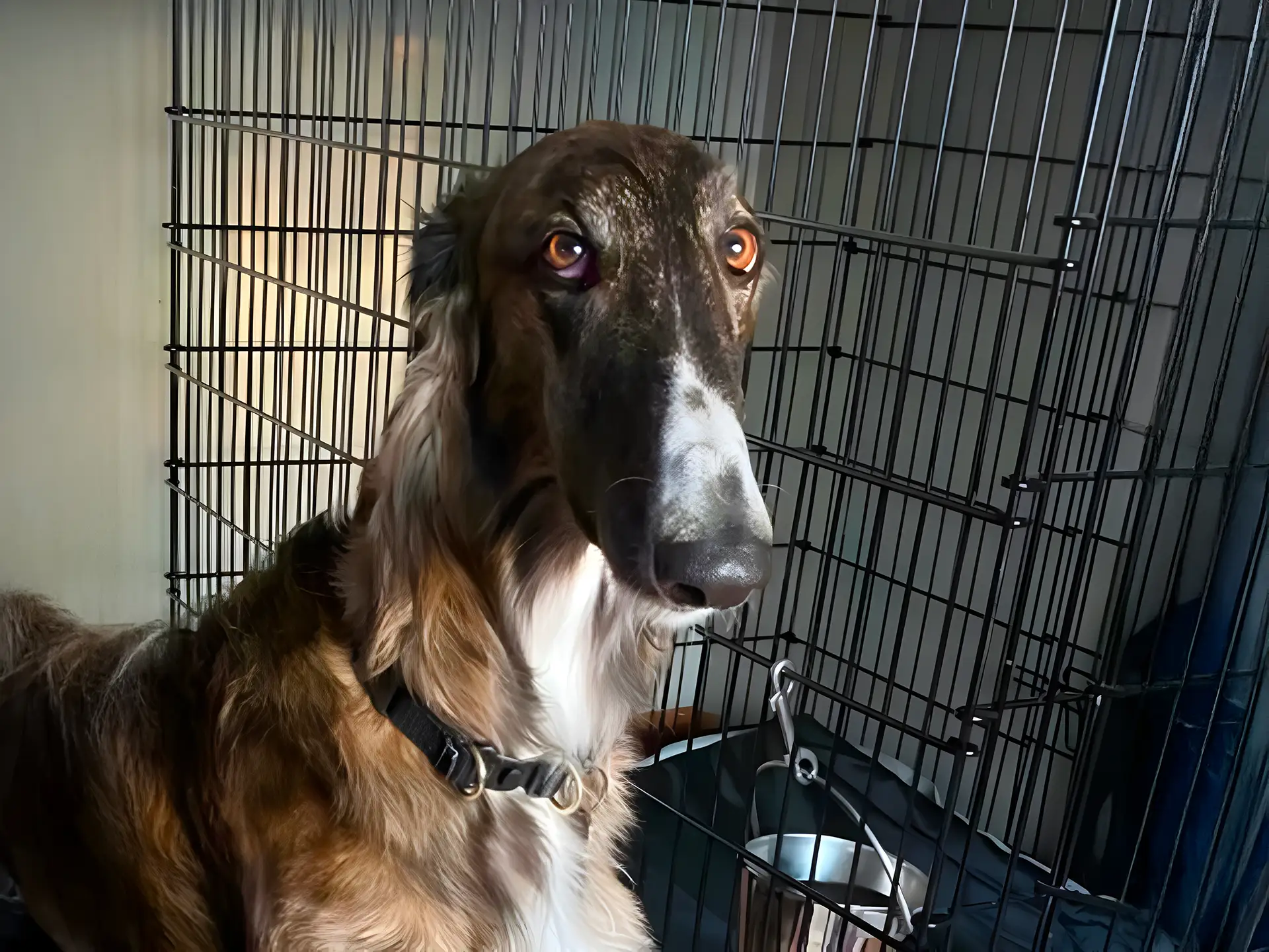 Borzoi dog sitting inside a metal crate with a calm expression.