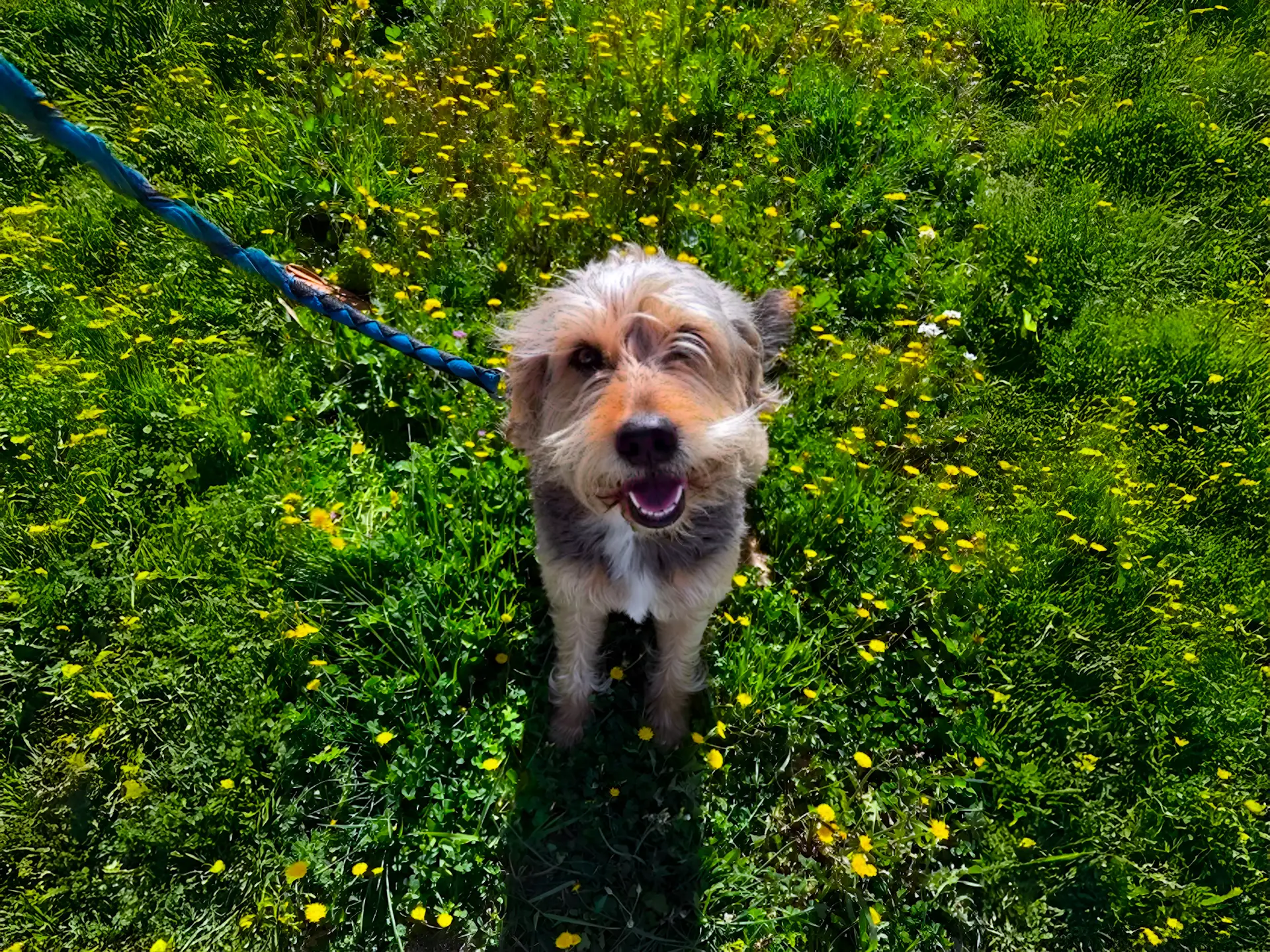 Bosnian Barak dog sitting in a field of green grass and yellow flowers.