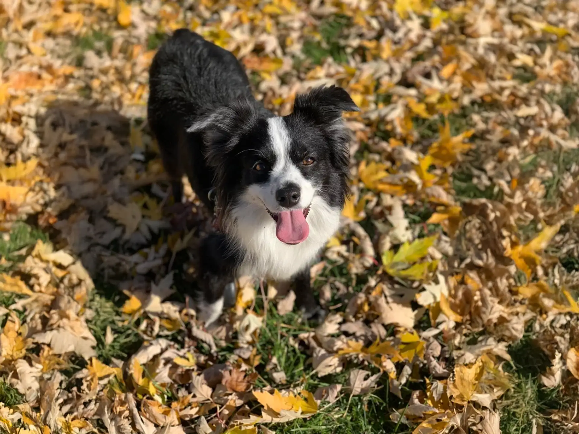 Bossie dog standing in autumn leaves with its tongue out.