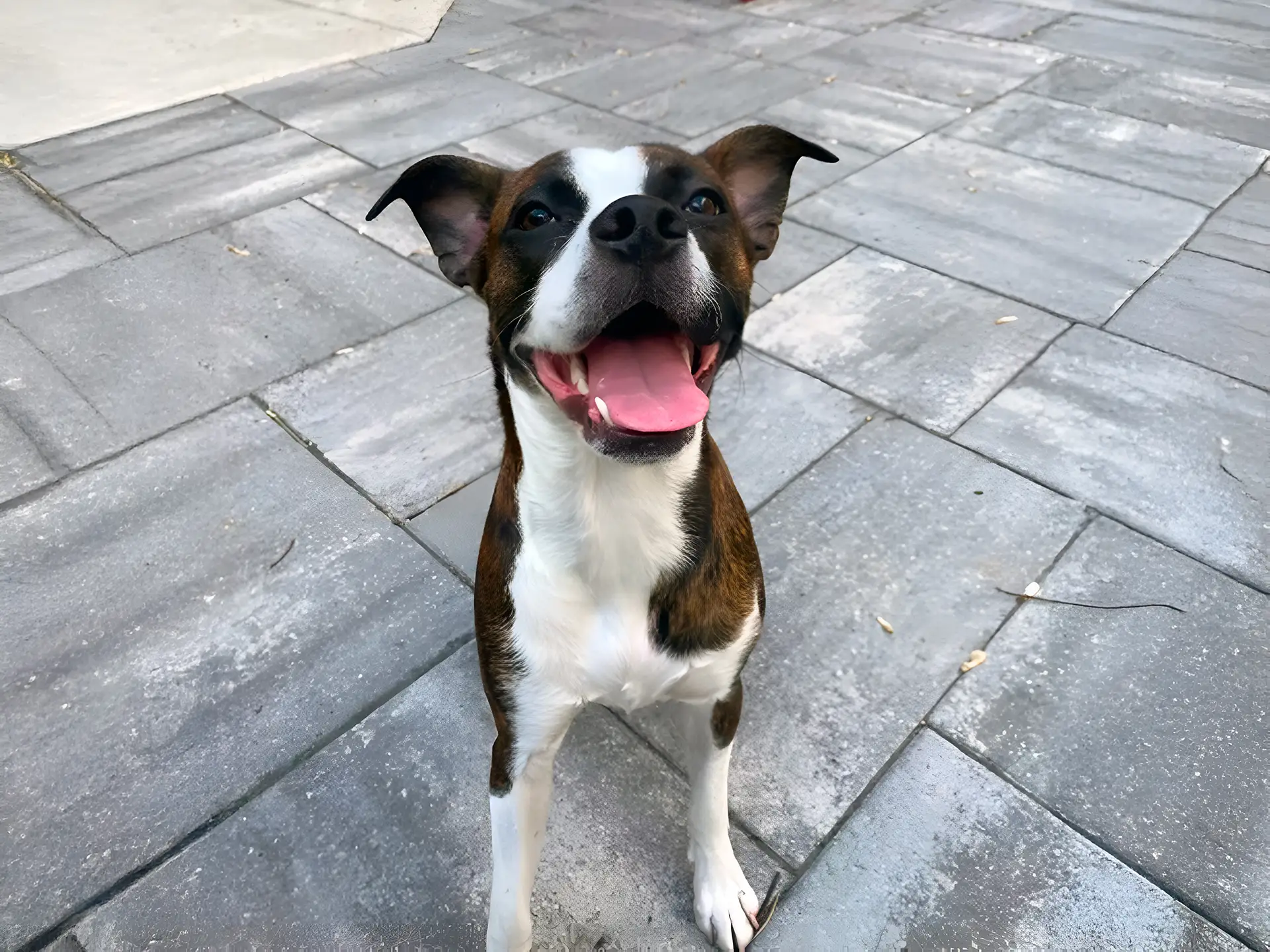 Boston Boxer smiling and sitting on a paved outdoor surface.