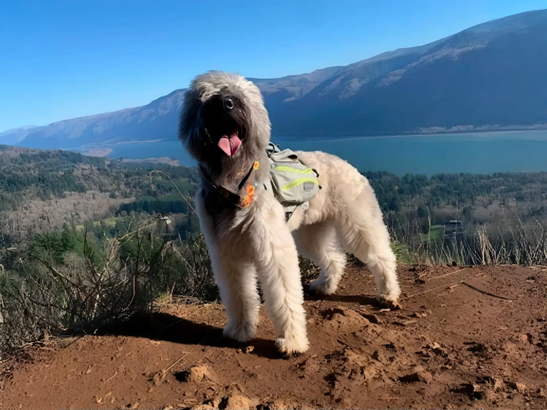 Bouvier des Flandres dog on a mountain hike with scenic lake view in the background