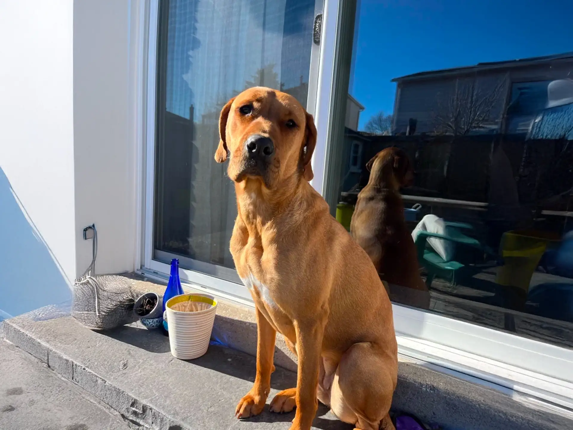 Boxweiler dog sitting by a glass door with a reflection of the dog on a sunny day