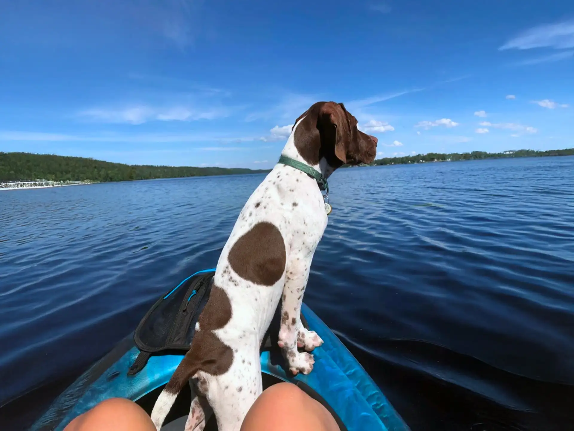 Braque du Bourbonnais dog sitting on a kayak, looking out over a calm lake