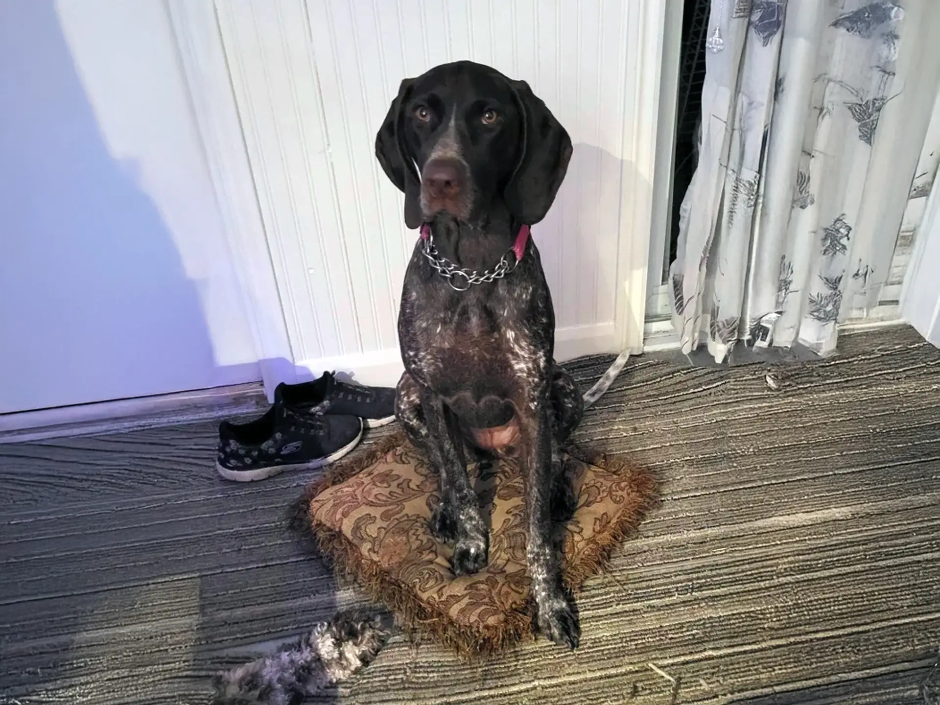 Braque Francais dog with a brown and white coat sitting on a cushion indoors.